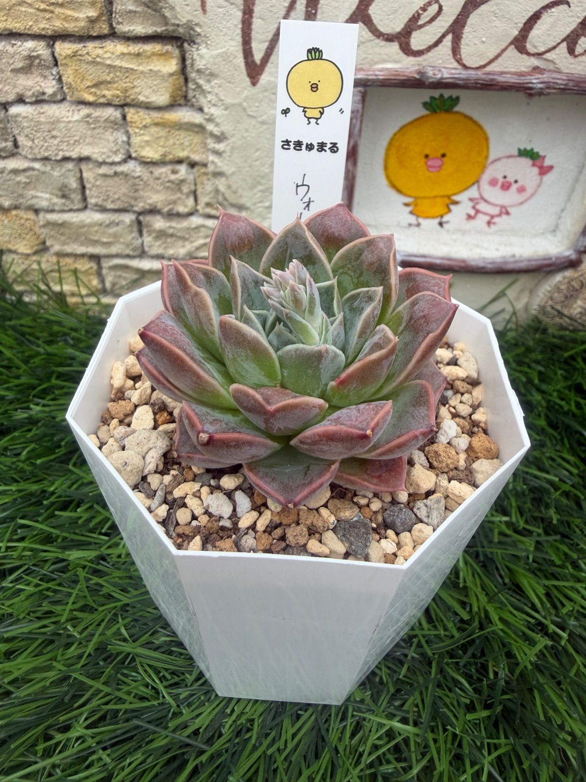 多肉植物🩵ウォータードロップ🩵抜き苗 - メルカリ