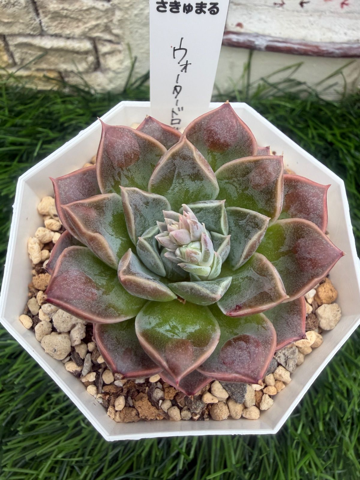 多肉植物🩵ウォータードロップ🩵抜き苗 - メルカリ