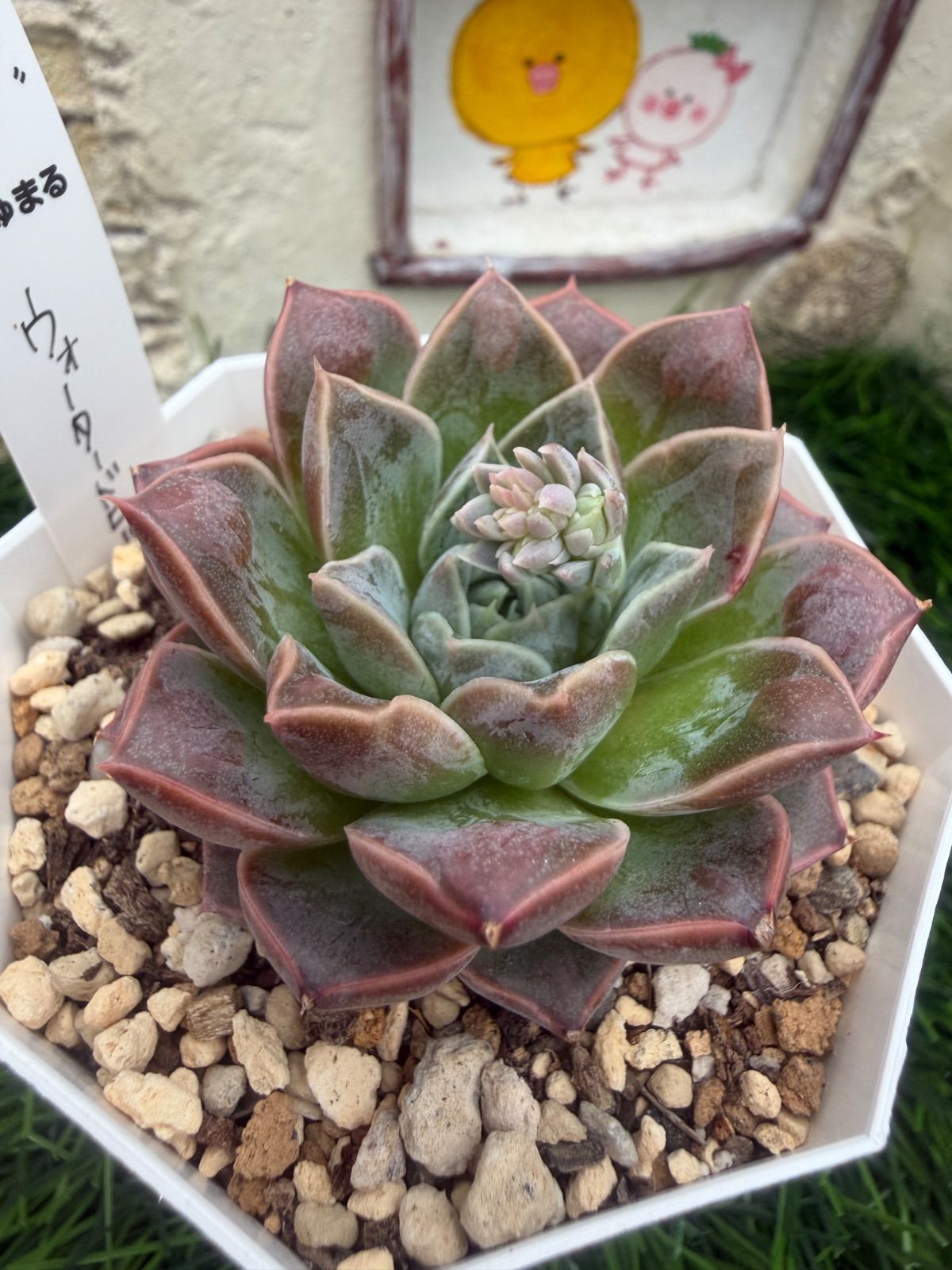 多肉植物🩵ウォータードロップ🩵抜き苗 - メルカリ