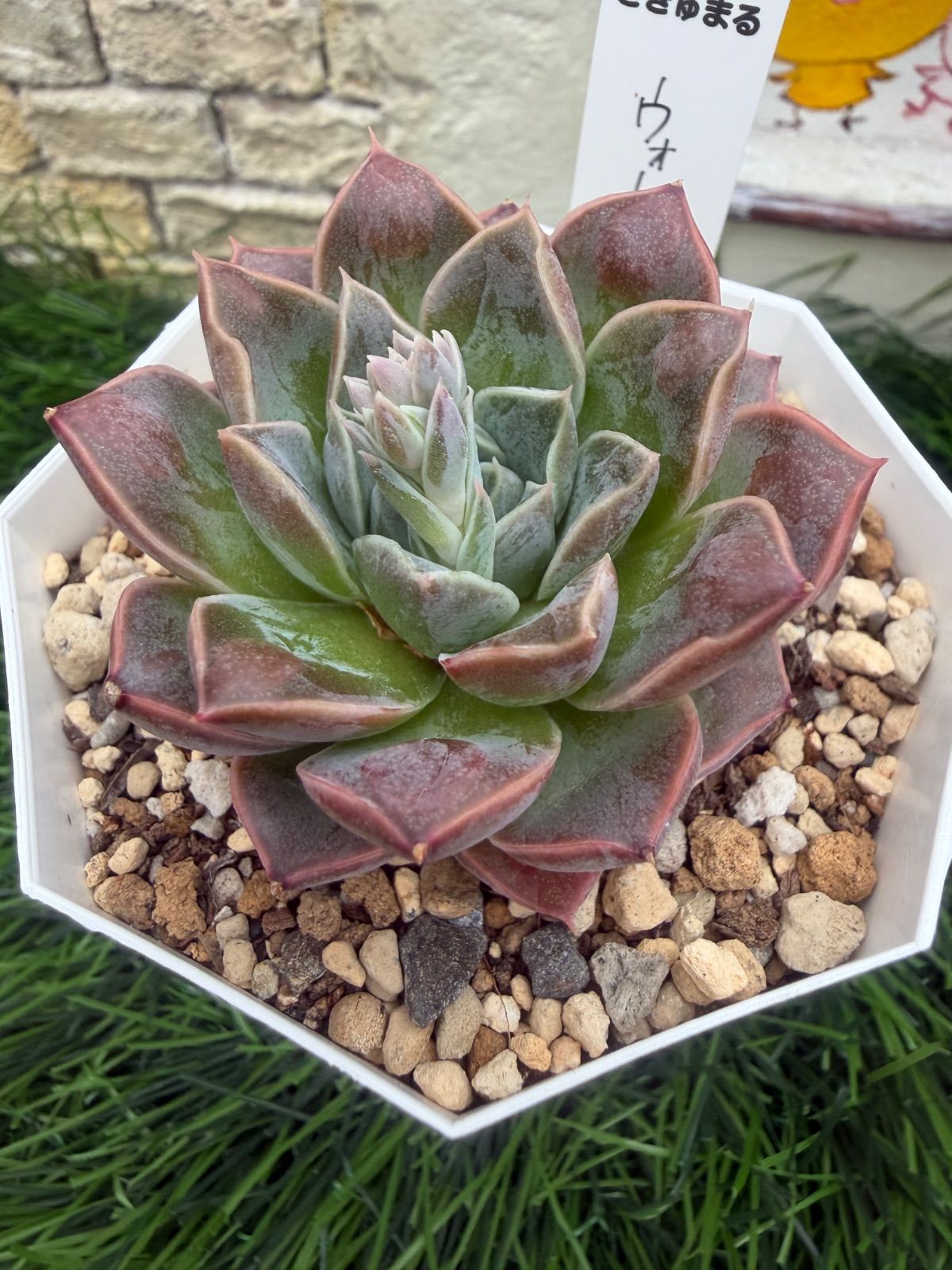 多肉植物🩵ウォータードロップ🩵抜き苗 - メルカリ