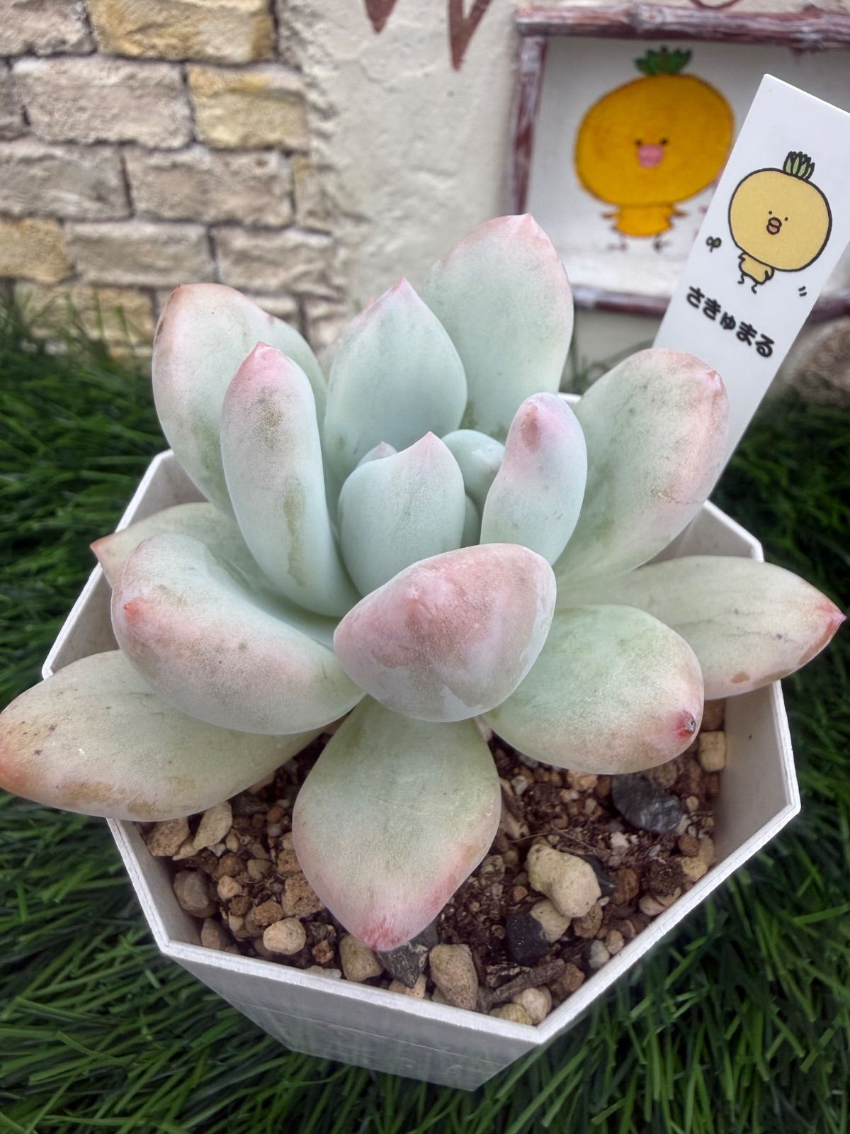 多肉植物‎🤍オパリナホワイト錦‎🤍グラプトベリア‎🤍抜き苗 - メルカリ