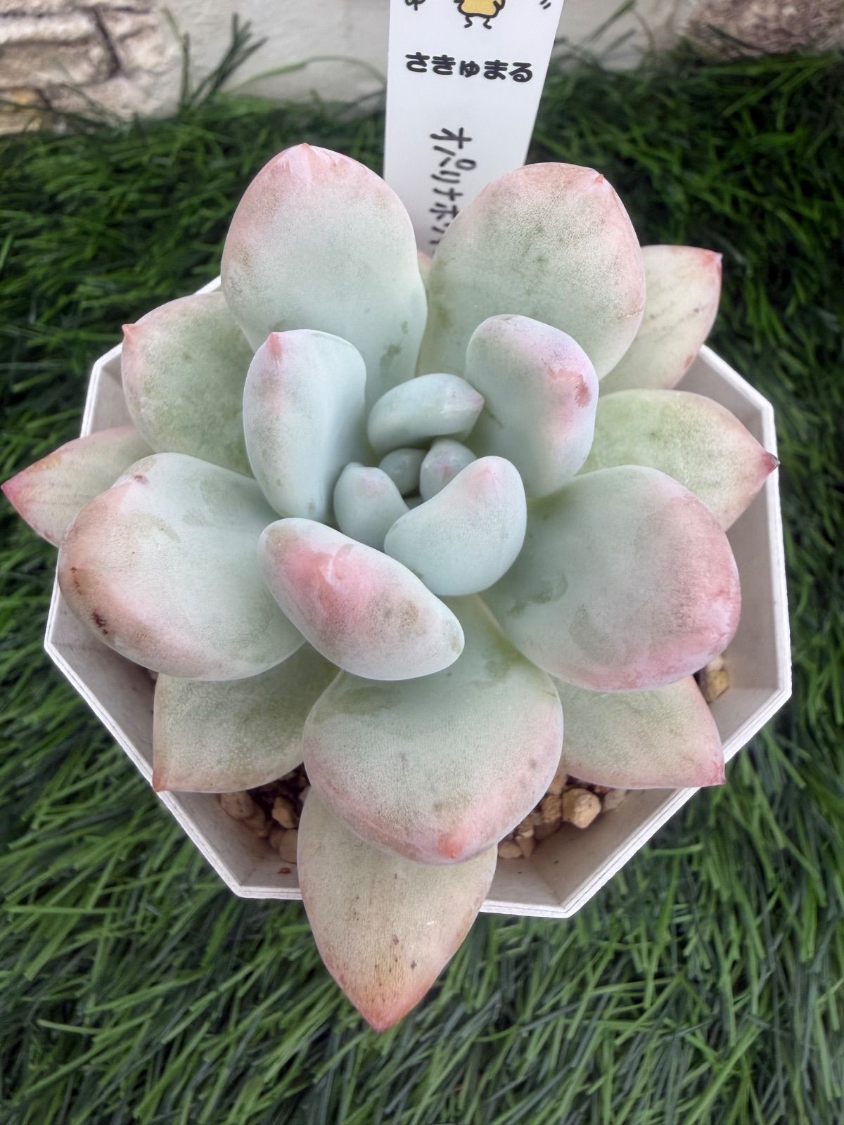 多肉植物‎🤍オパリナホワイト錦‎🤍グラプトベリア‎🤍抜き苗 - メルカリ