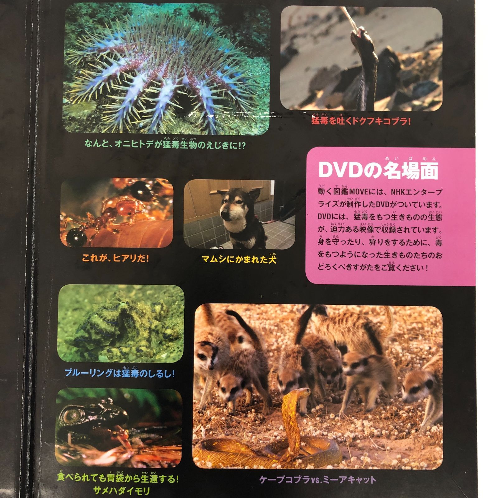 ◇[F]図鑑まとめ売り12冊 講談社の動く図鑑MOVE DVD12枚付 - メルカリ