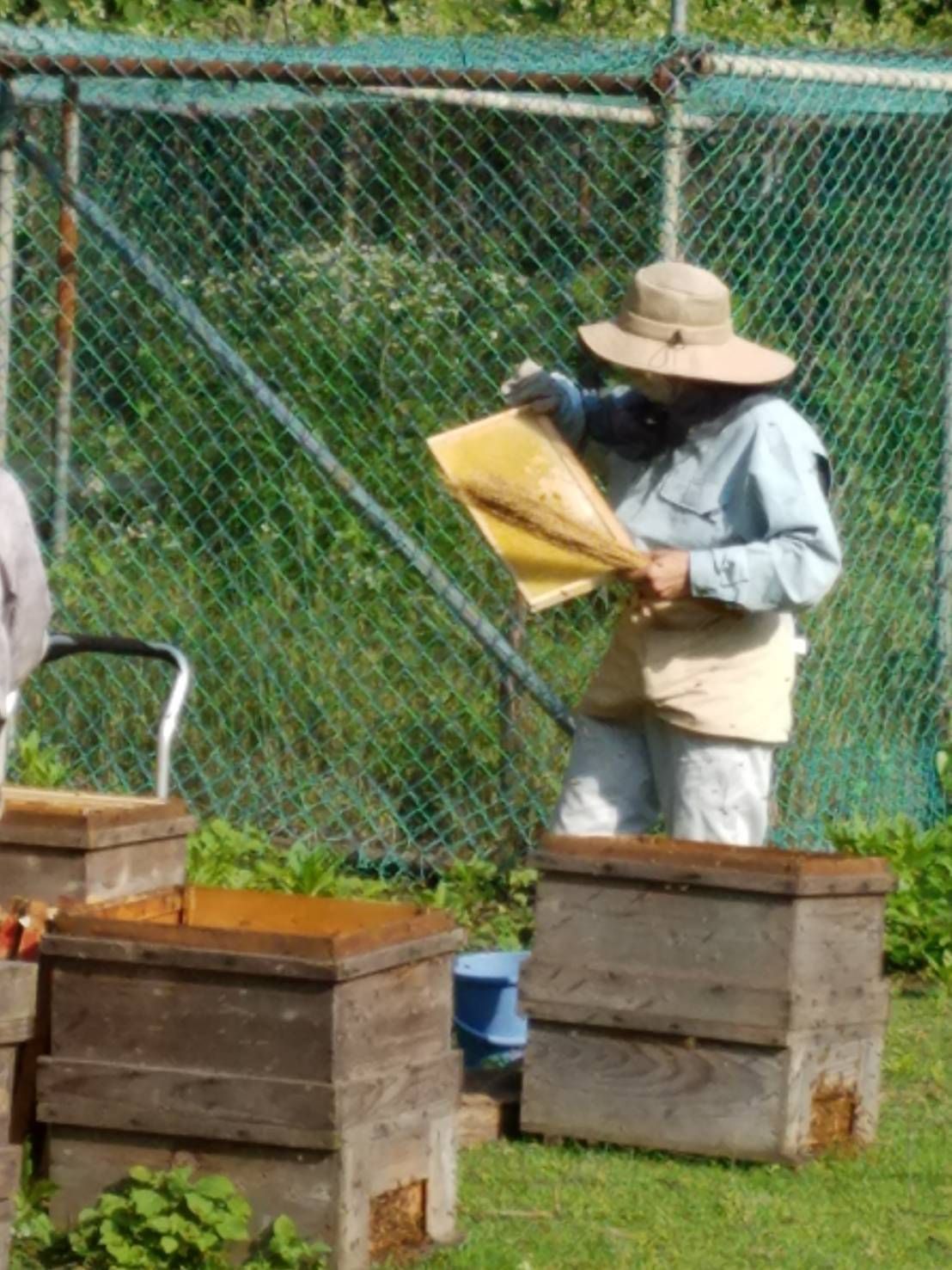 【完熟・非加熱】塚本養蜂場 国産純粋蜂蜜 600g×4個 無添加・自然熟成【賞味期限2029年4】つかもと はちみつ 完熟 生 国産 純粋蜂蜜 無添加 非加熱 600g 4個