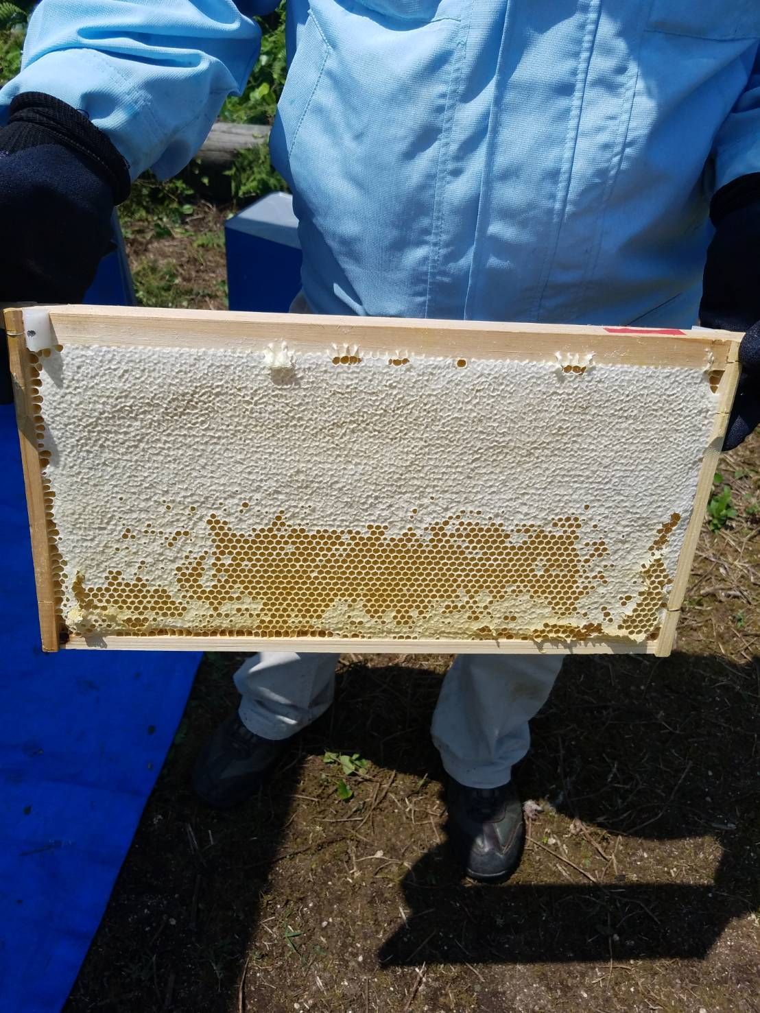 【完熟・非加熱】塚本養蜂場 国産純粋蜂蜜 600g×4個 無添加・自然熟成【賞味期限2029年4】つかもと はちみつ 完熟 生 国産 純粋蜂蜜 無添加 非加熱 600g 4個