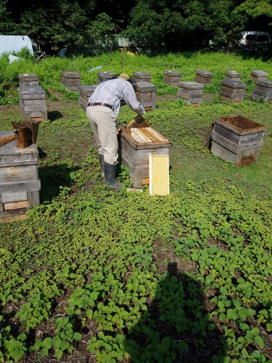 【完熟・非加熱】塚本養蜂場 国産純粋蜂蜜 600g×4個 無添加・自然熟成【賞味期限2029年4】つかもと はちみつ 完熟 生 国産 純粋蜂蜜 無添加 非加熱 600g 4個