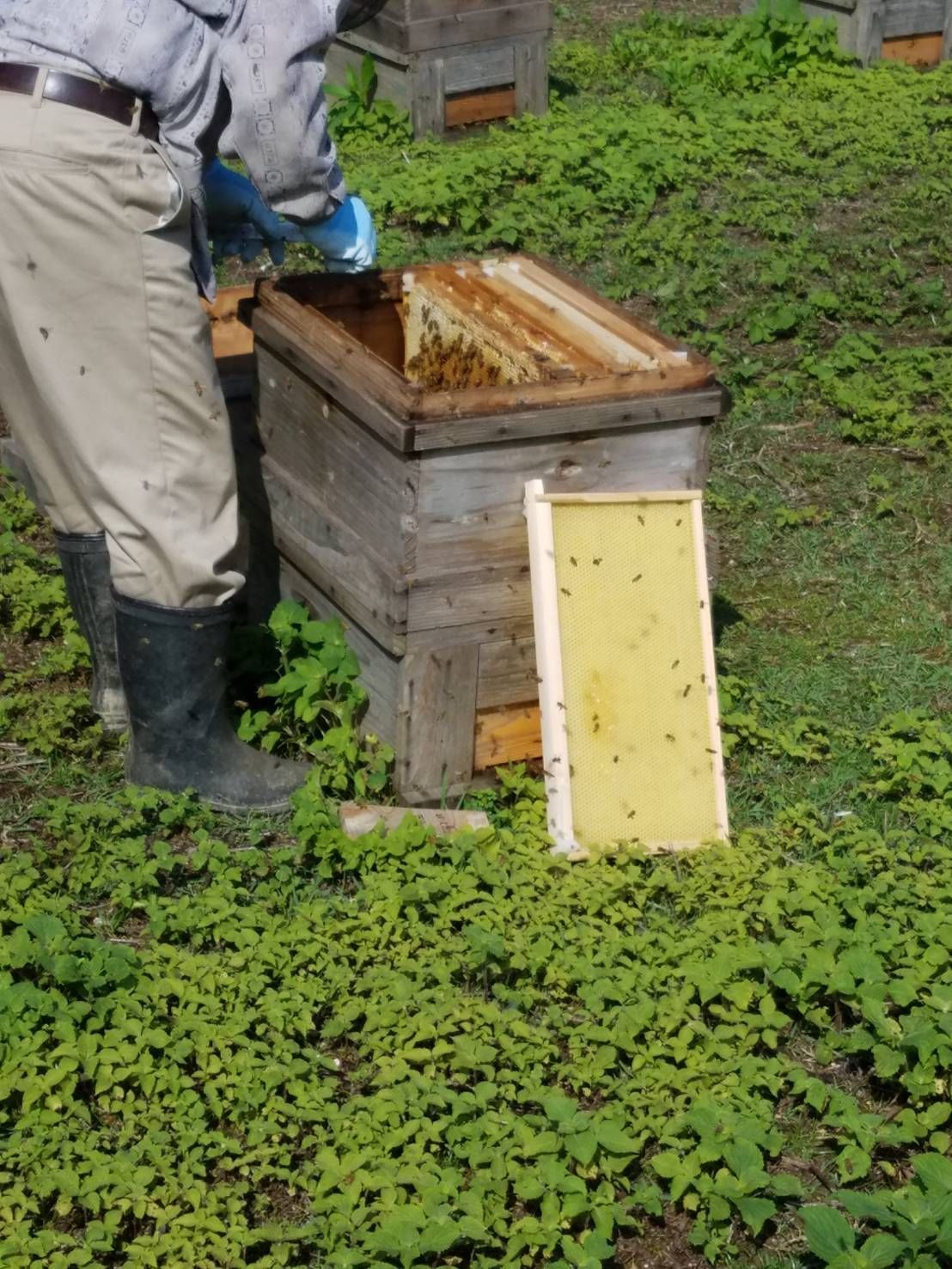【完熟・非加熱】塚本養蜂場 国産純粋蜂蜜 600g×4個 無添加・自然熟成【賞味期限2029年4】つかもと はちみつ 完熟 生 国産 純粋蜂蜜 無添加 非加熱 600g 4個