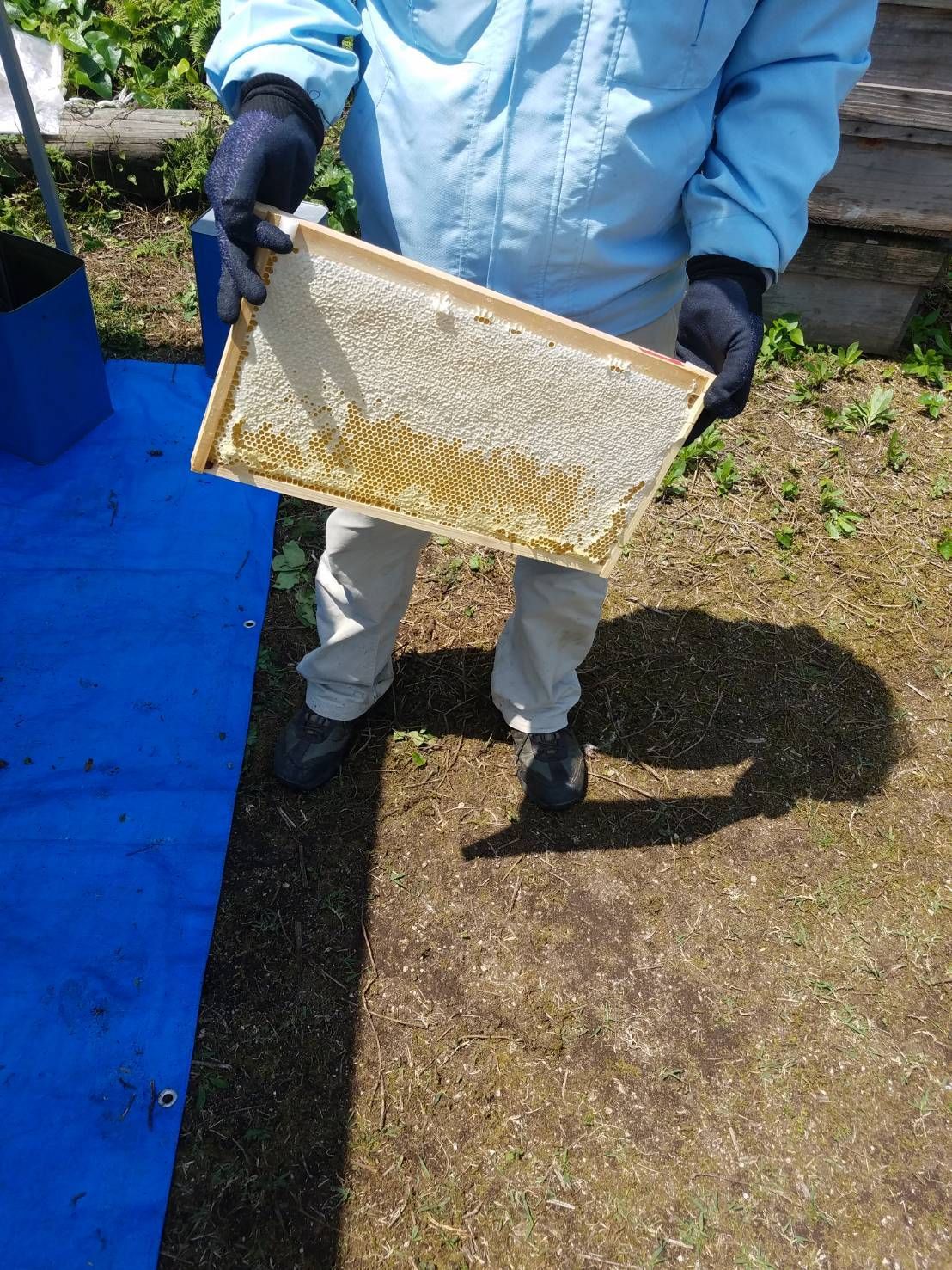 【完熟・非加熱】塚本養蜂場 国産純粋蜂蜜 600g×4個 無添加・自然熟成【賞味期限2029年4】つかもと はちみつ 完熟 生 国産 純粋蜂蜜 無添加 非加熱 600g 4個