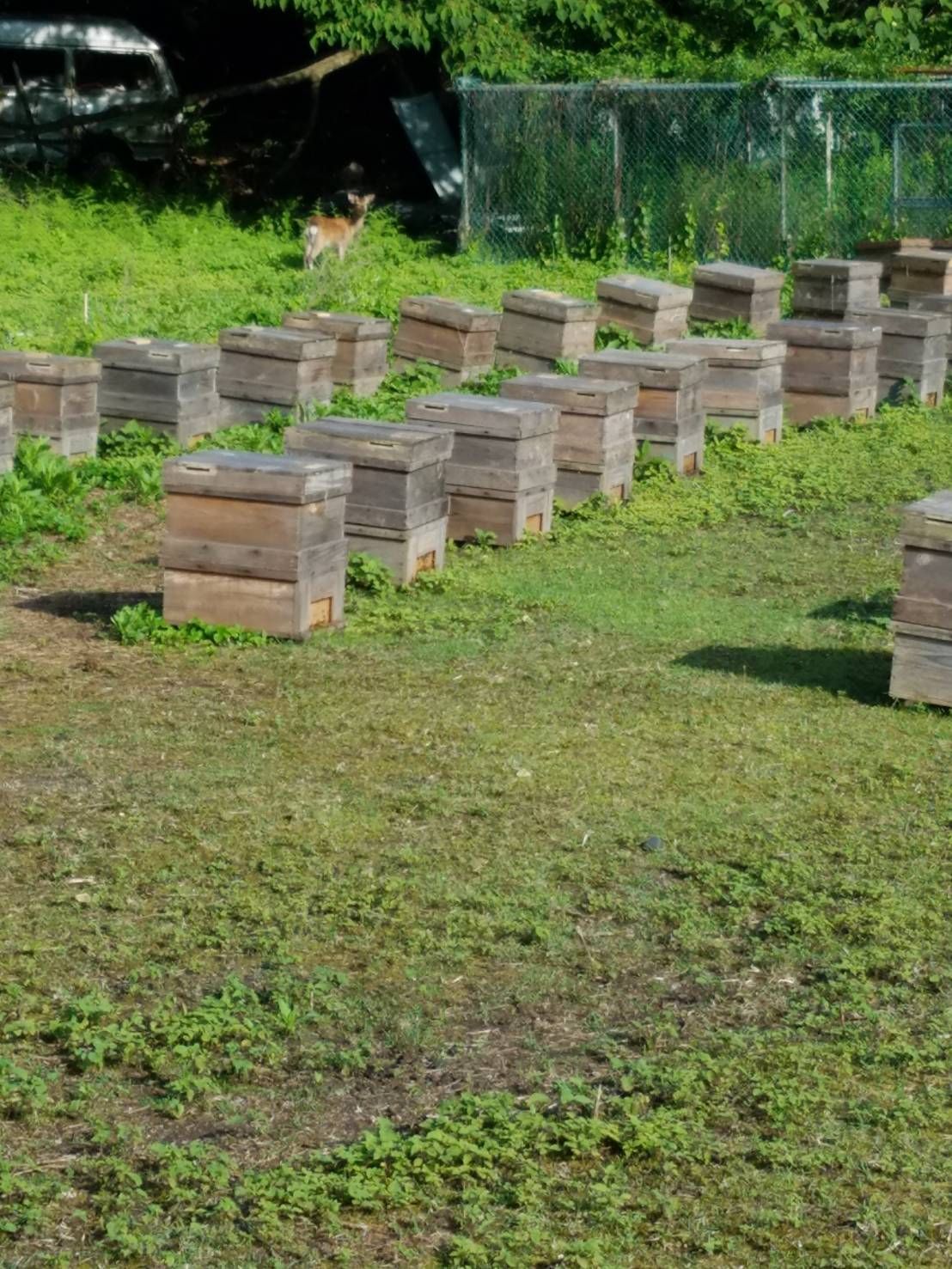 【完熟・非加熱】塚本養蜂場 国産純粋蜂蜜 600g×4個 無添加・自然熟成【賞味期限2029年4】つかもと はちみつ 完熟 生 国産 純粋蜂蜜 無添加 非加熱 600g 4個