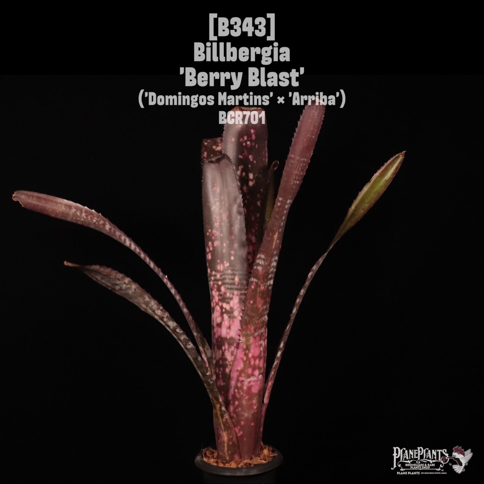Billbergia 'Berry Blast'〔ビルベルギア〕B343 /@planeplants