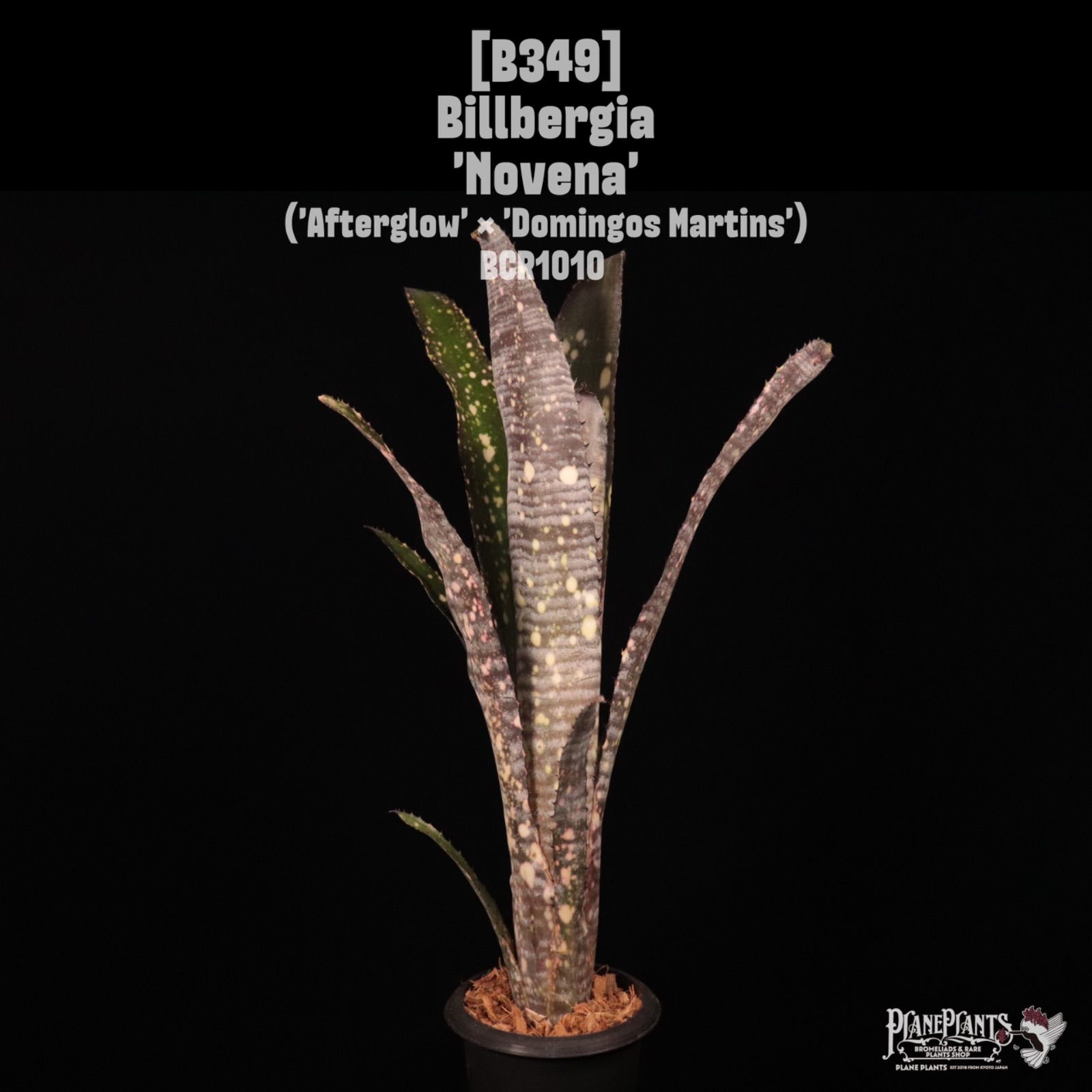 Billbergia 'Novena'〔ビルベルギア〕B349 /@planeplants