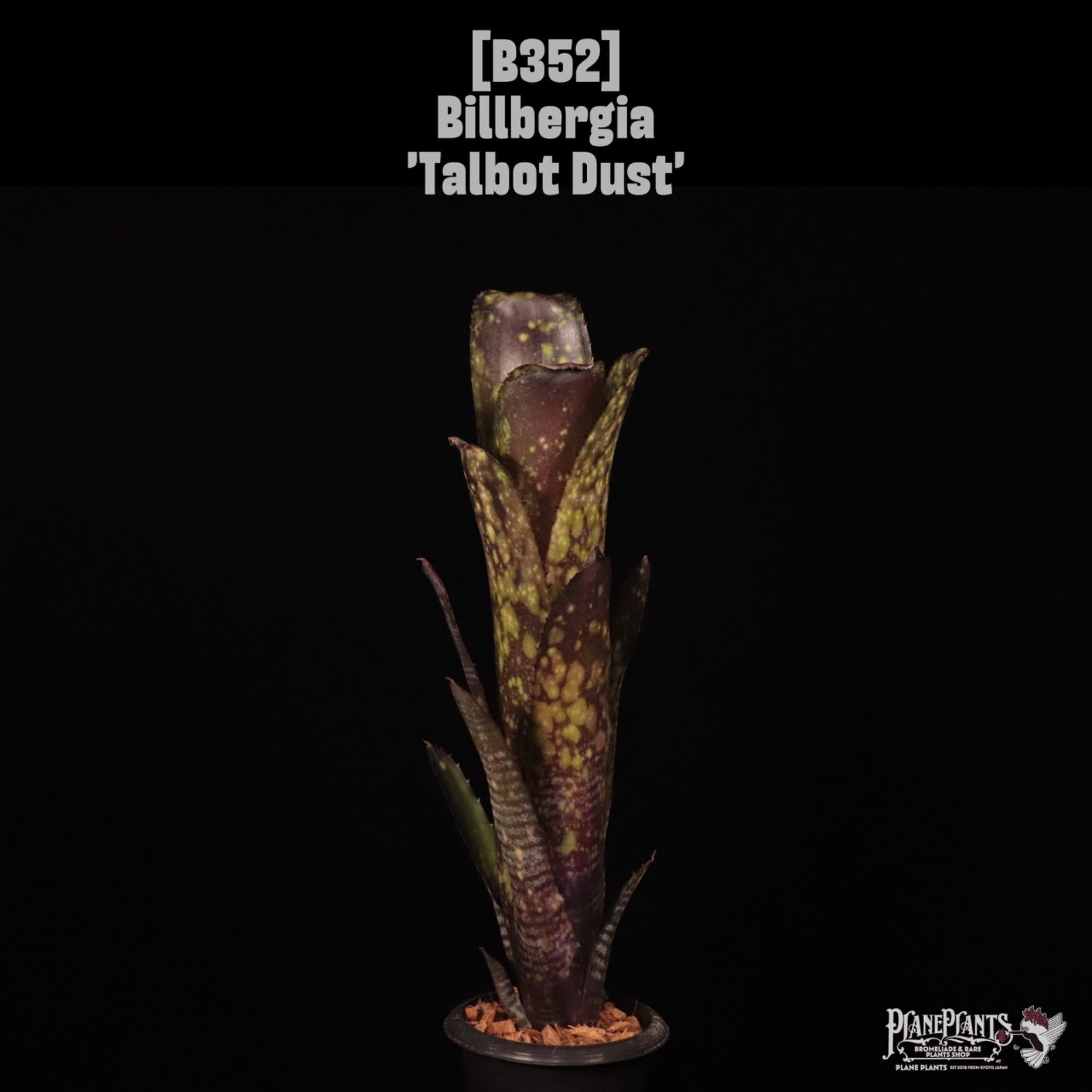 Billbergia 'Talbot Dust'〔ビルベルギア〕B352 /@planeplants 8,250円