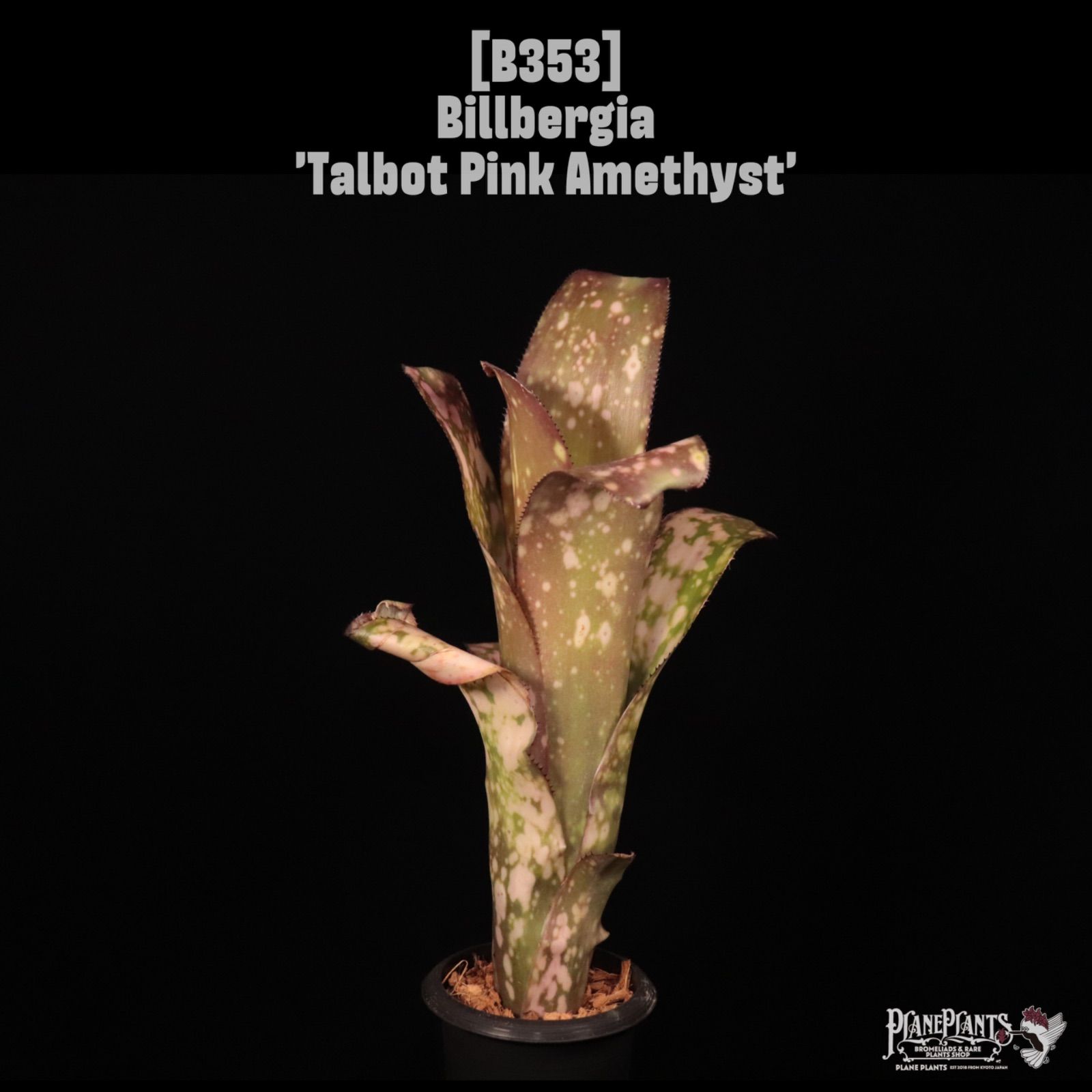 Billbergia 'Talbot pink Amethyst'〔ビルベルギア〕B353 /@planeplants