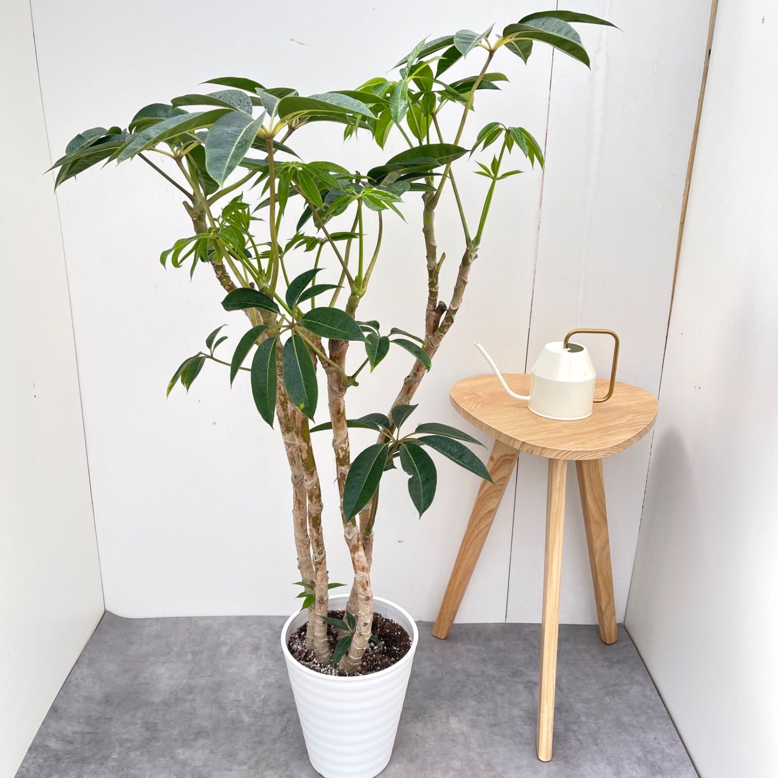 ツピタンサス　シェフレラ　ピュックレリ　35【現品】観葉植物　室内　大型