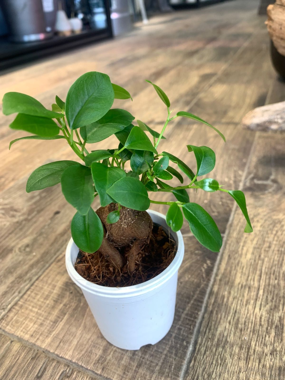 ガジュマル 観葉植物 a25サイズ 鉢ごと - メルカリ