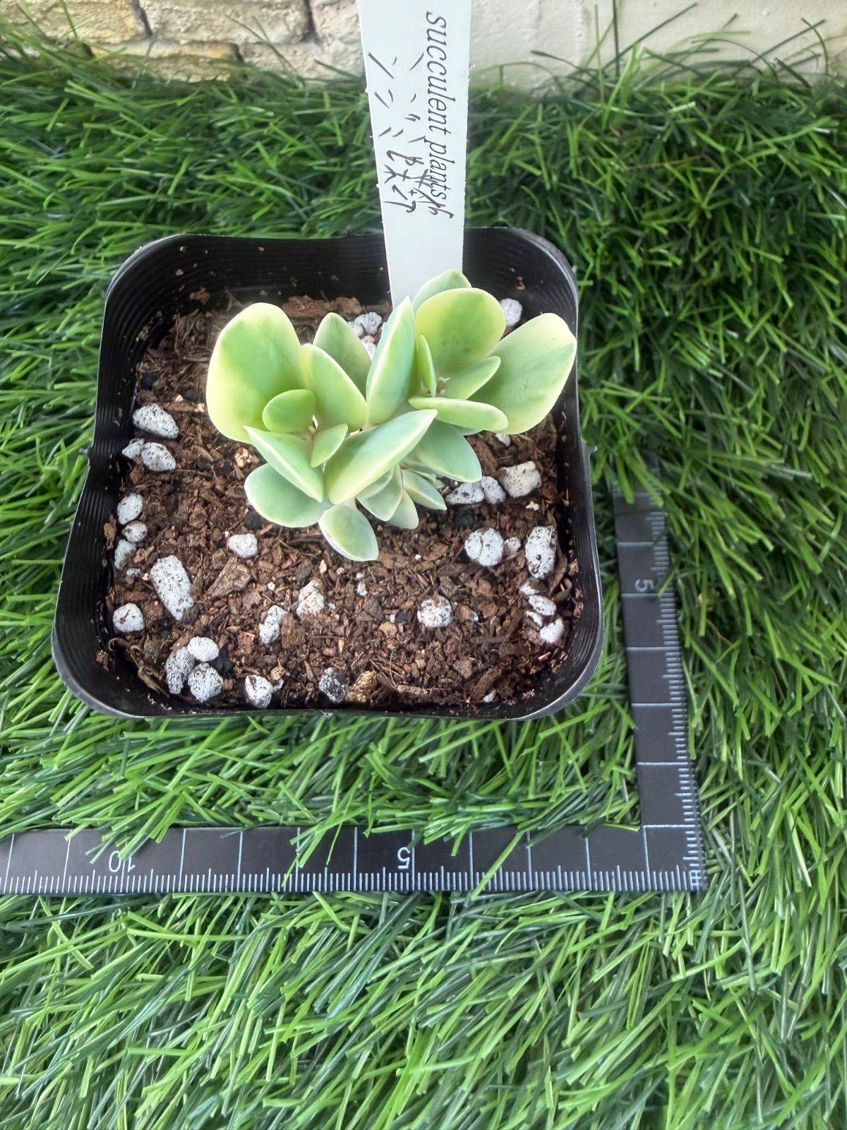 多肉植物‎🐚シジミ蝶錦‎🐚抜き苗 - メルカリ