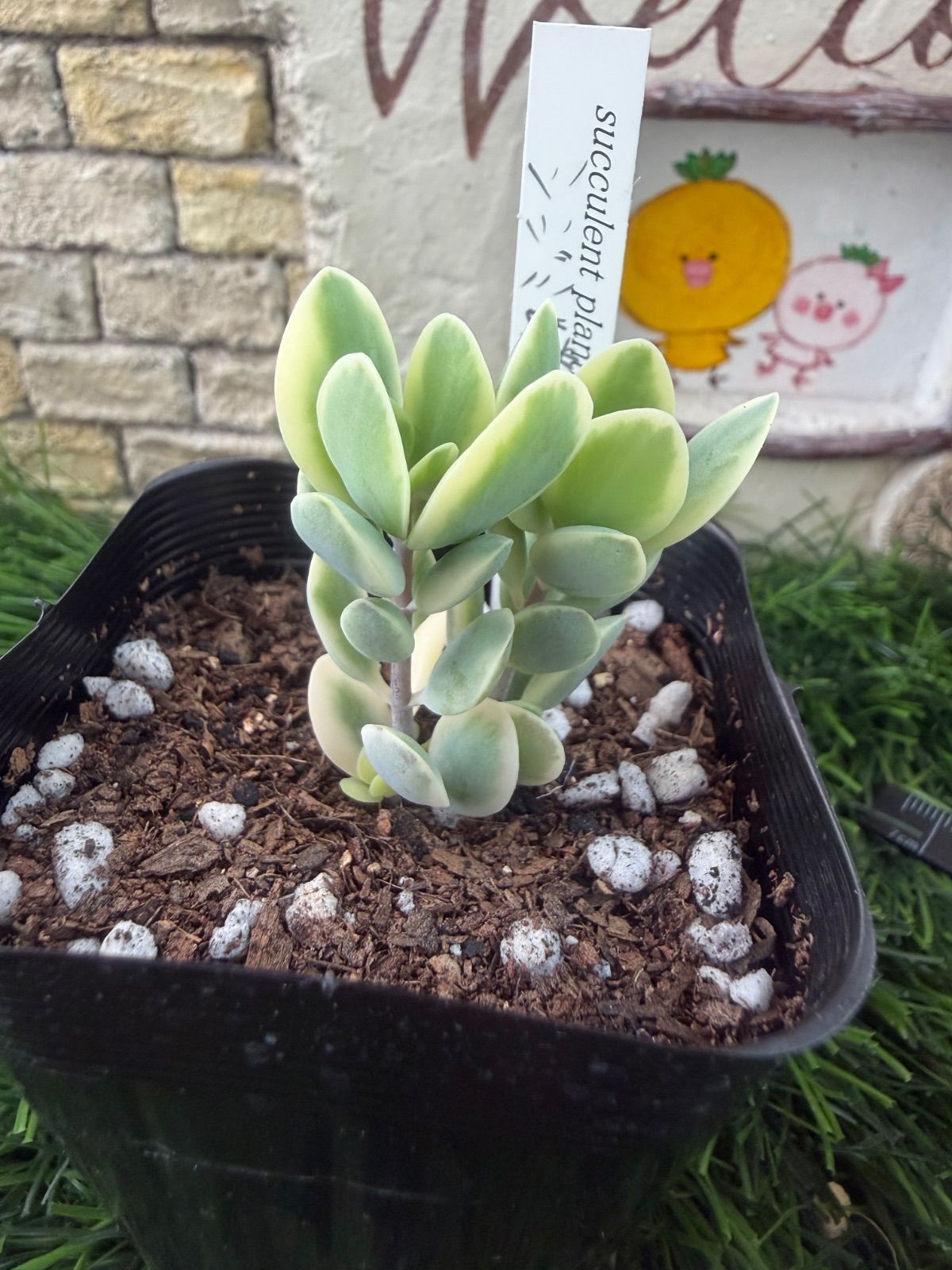 多肉植物‎🐚シジミ蝶錦‎🐚抜き苗 - メルカリ