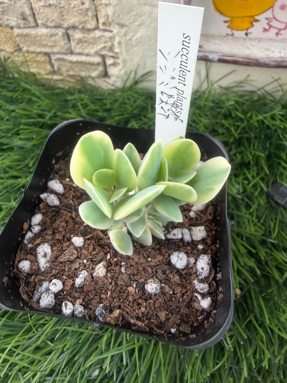 多肉植物‎🐚シジミ蝶錦‎🐚抜き苗 - メルカリ