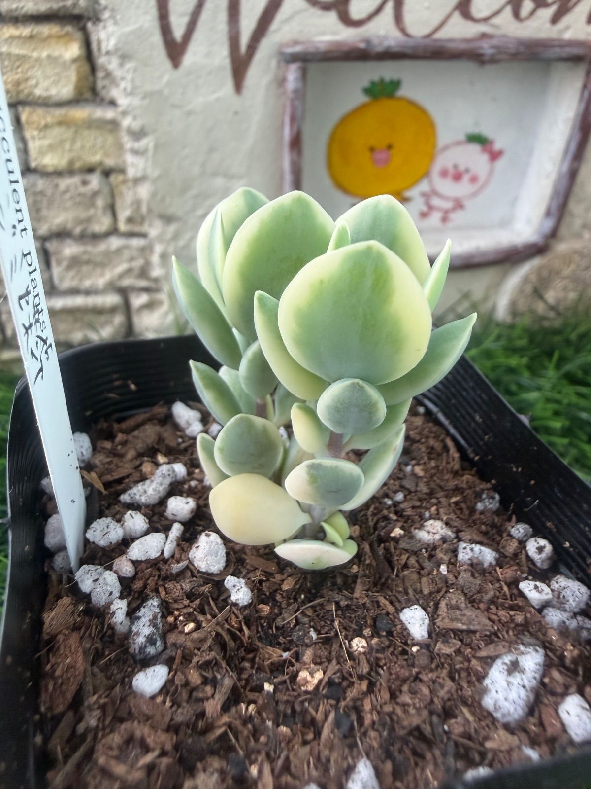 多肉植物‎🐚シジミ蝶錦‎🐚抜き苗 - メルカリ