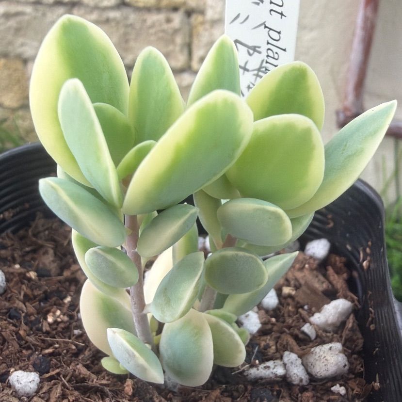 多肉植物‎🐚シジミ蝶錦‎🐚抜き苗 - メルカリ
