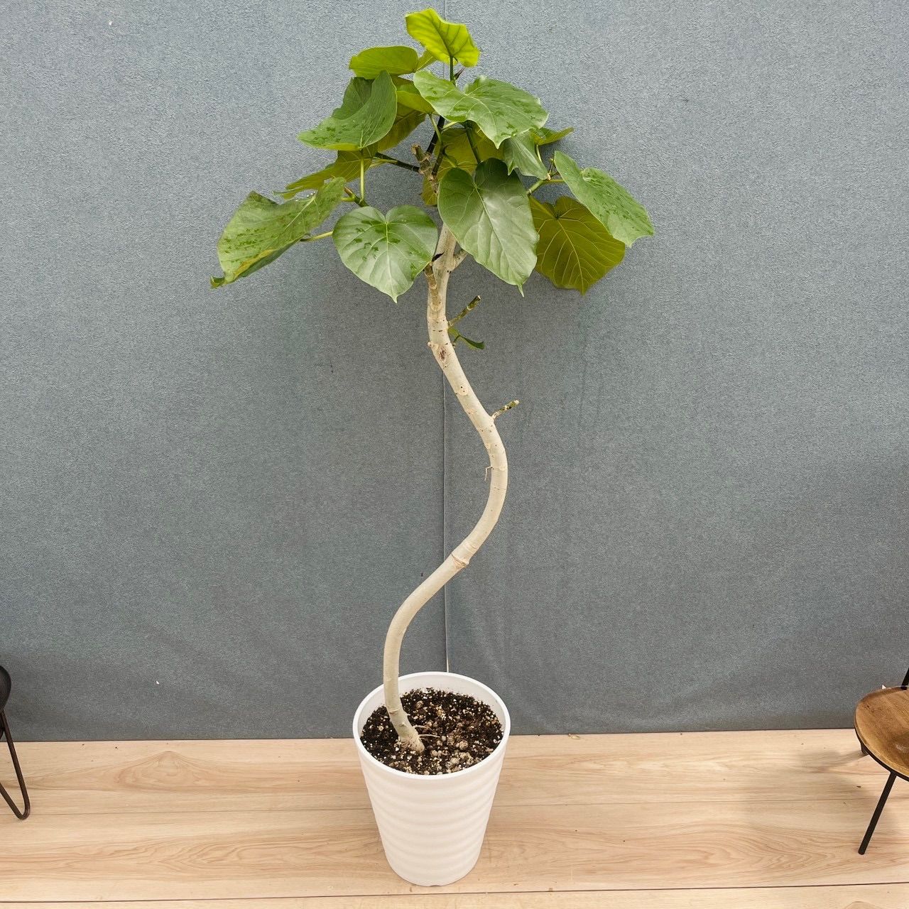 ［現品］M フィカス　ウンベラータ　曲がり　7号　観葉植物　室内　ゴムの木　人気 かわいい　上品　おしゃれ