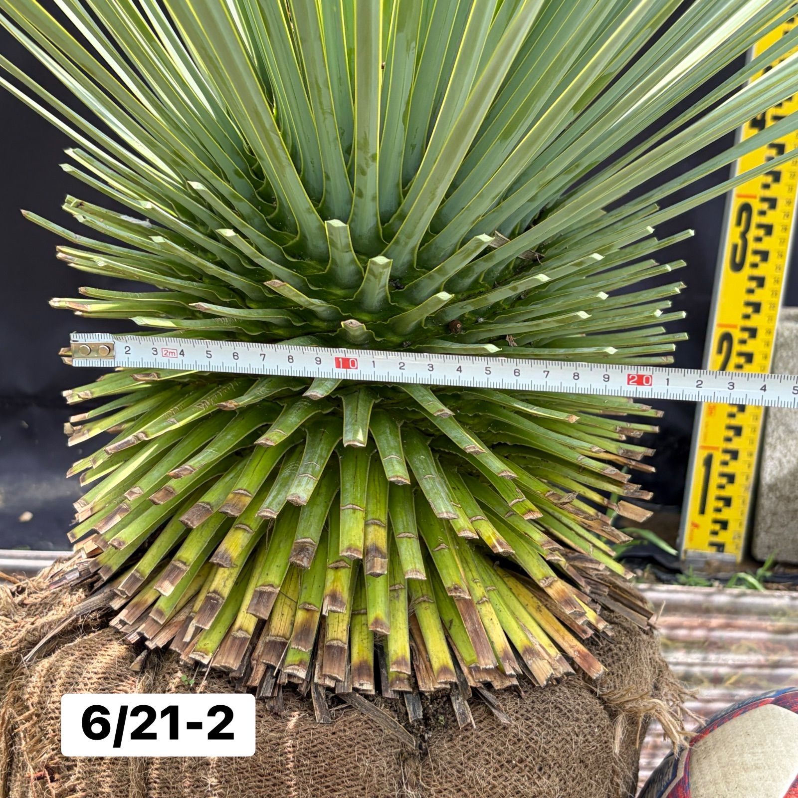 ユッカ・ロストラータ【6/21-2】根巻き 観葉植物 ドライガーデン