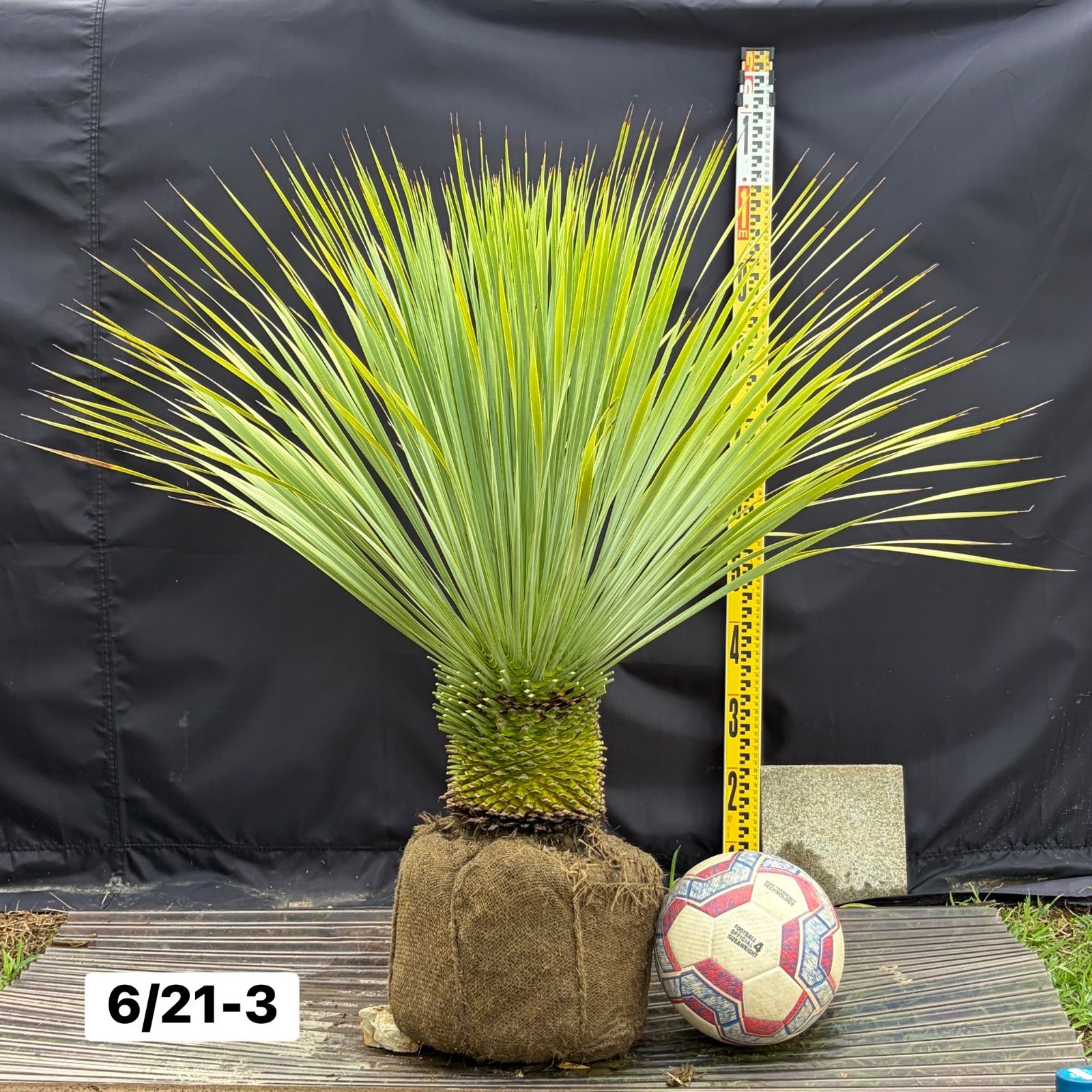 ユッカ・ロストラータ【6/21-3】根巻き 観葉植物 ドライガーデン