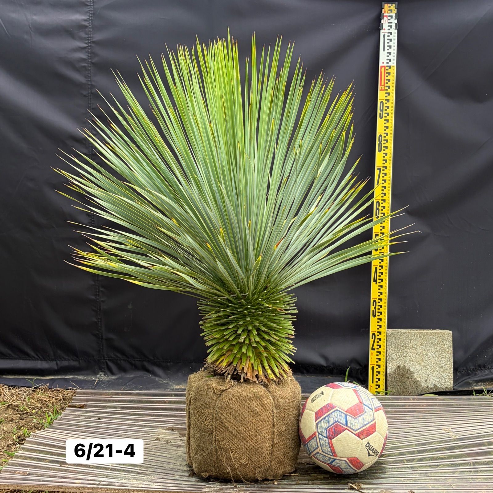 ユッカ・ロストラータ【6/21-4】根巻き 観葉植物 ドライガーデン