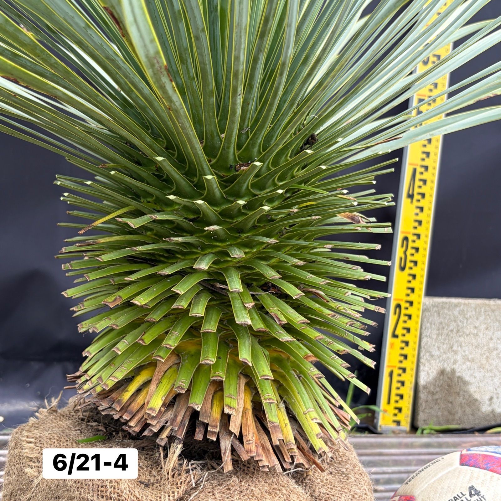 ユッカ・ロストラータ【6/21-4】根巻き 観葉植物 ドライガーデン