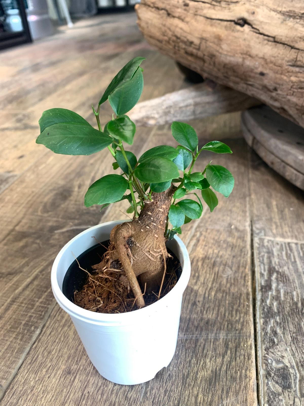 ガジュマル 観葉植物 a25ポットごと 鉢ごと - メルカリ