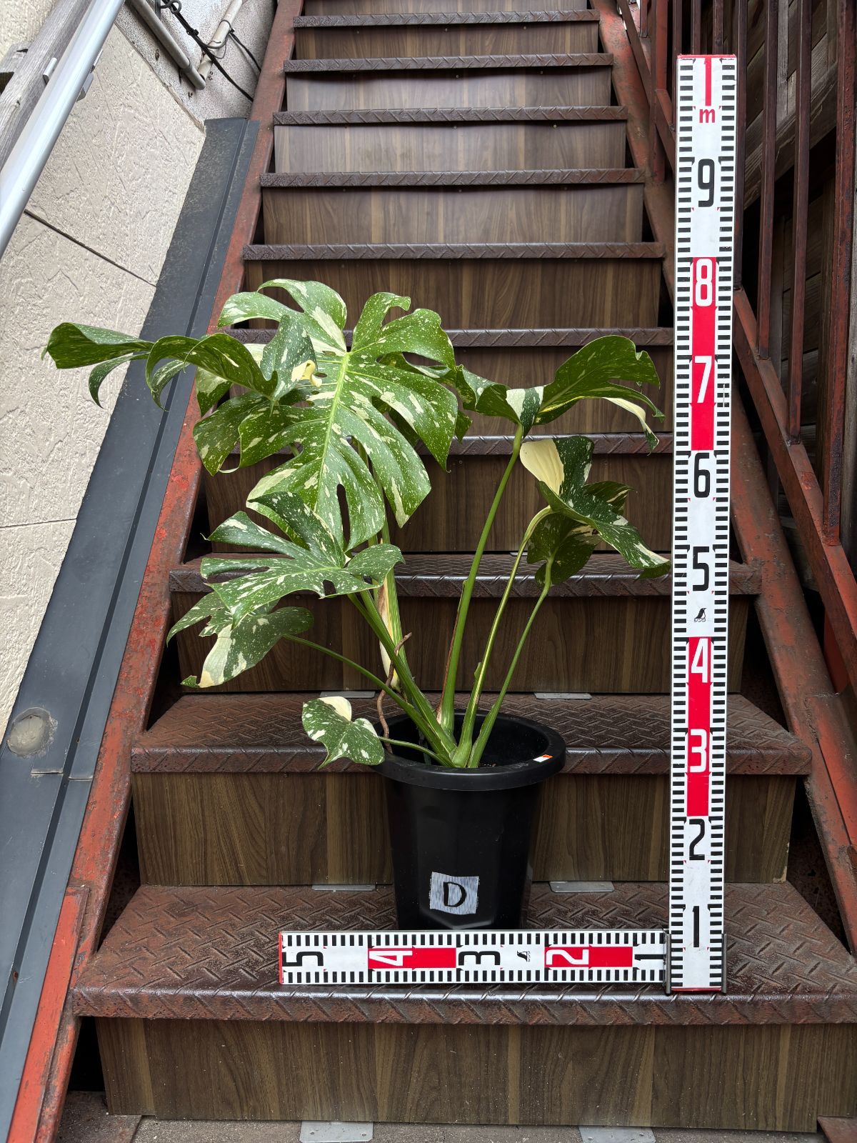 斑入りモンステラ タイ・コンステレーション観葉植物 8号鉢（D/E/F/G