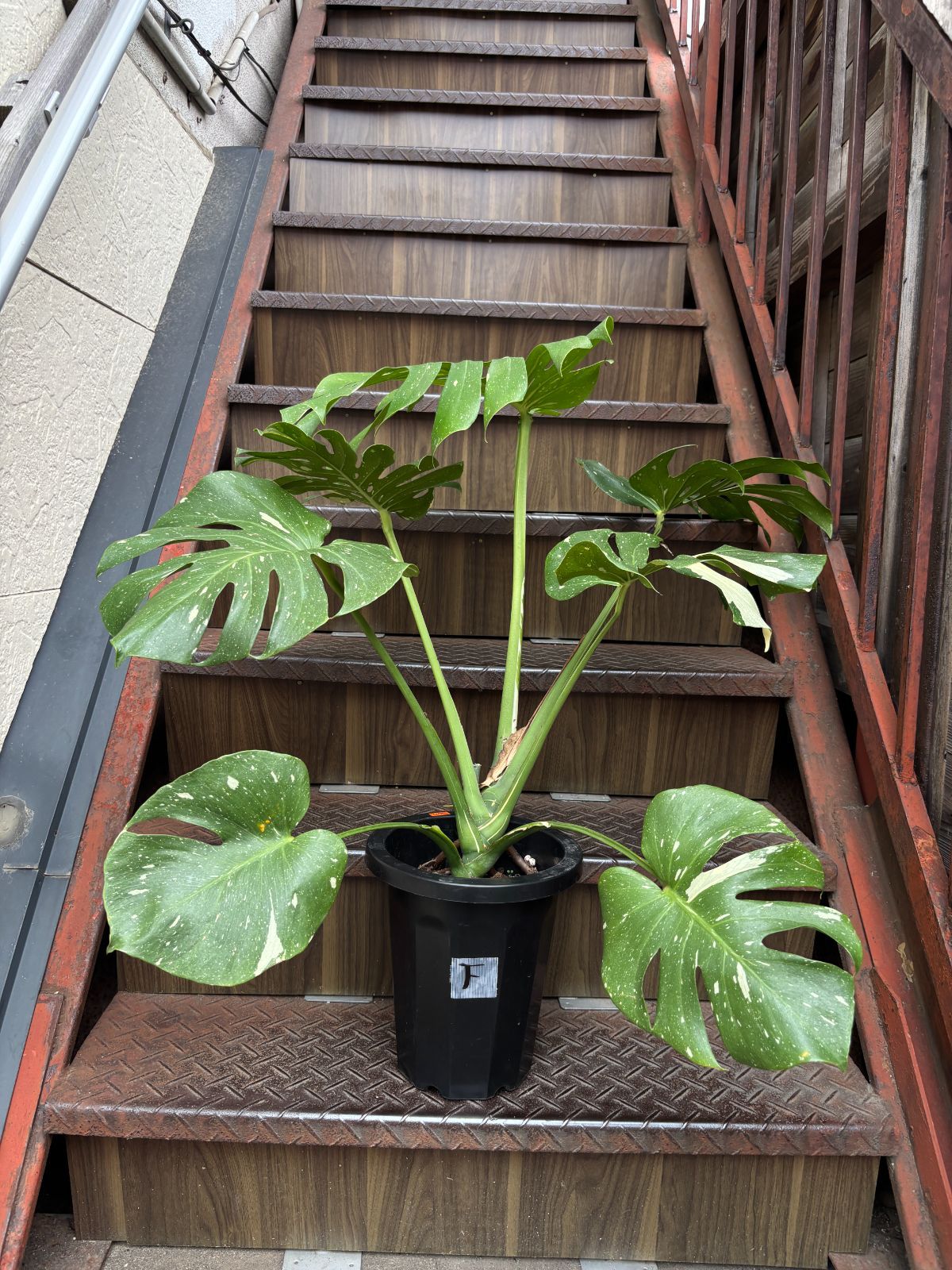 斑入りモンステラ タイ・コンステレーション観葉植物 8号鉢（D/E/F/G