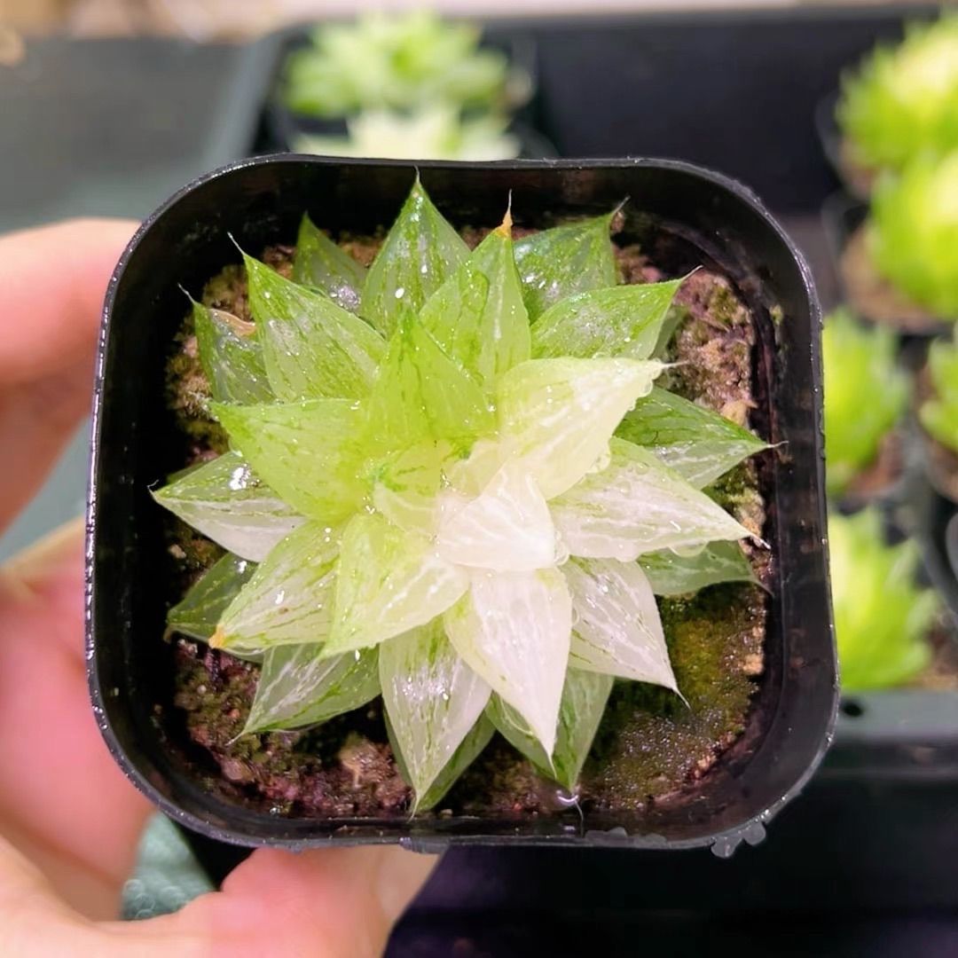 多肉植物 ハオルチア 白砂糖 抜き苗 5cm鉢 1株 - メルカリ
