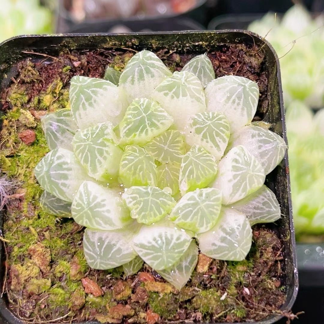 多肉植物 ハオルチア 白斑 抜き苗 5cm鉢 1株 - メルカリ