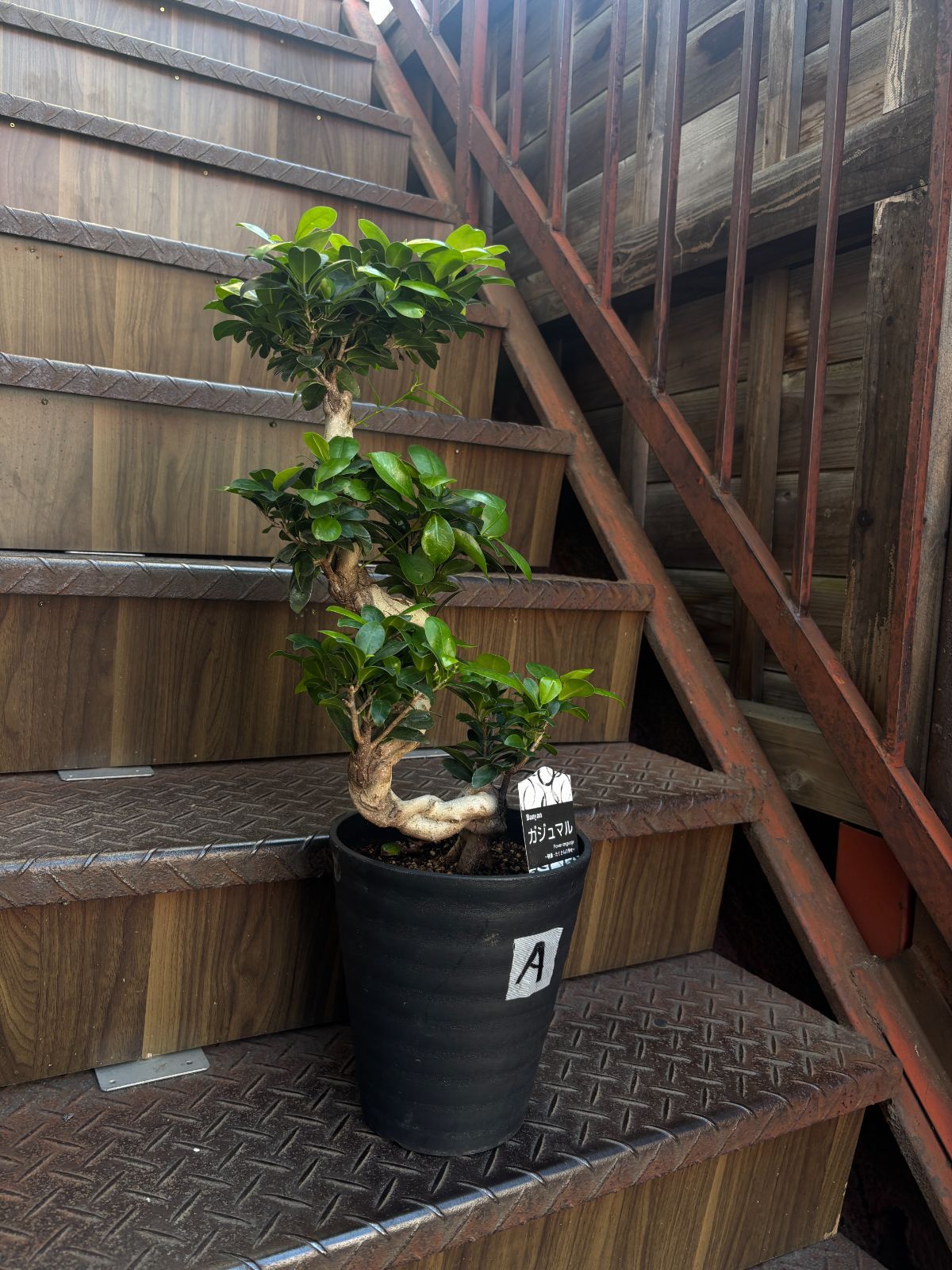 ガジュマル 昇り龍 7寸鉢 観葉植物 ラベルA - メルカリ
