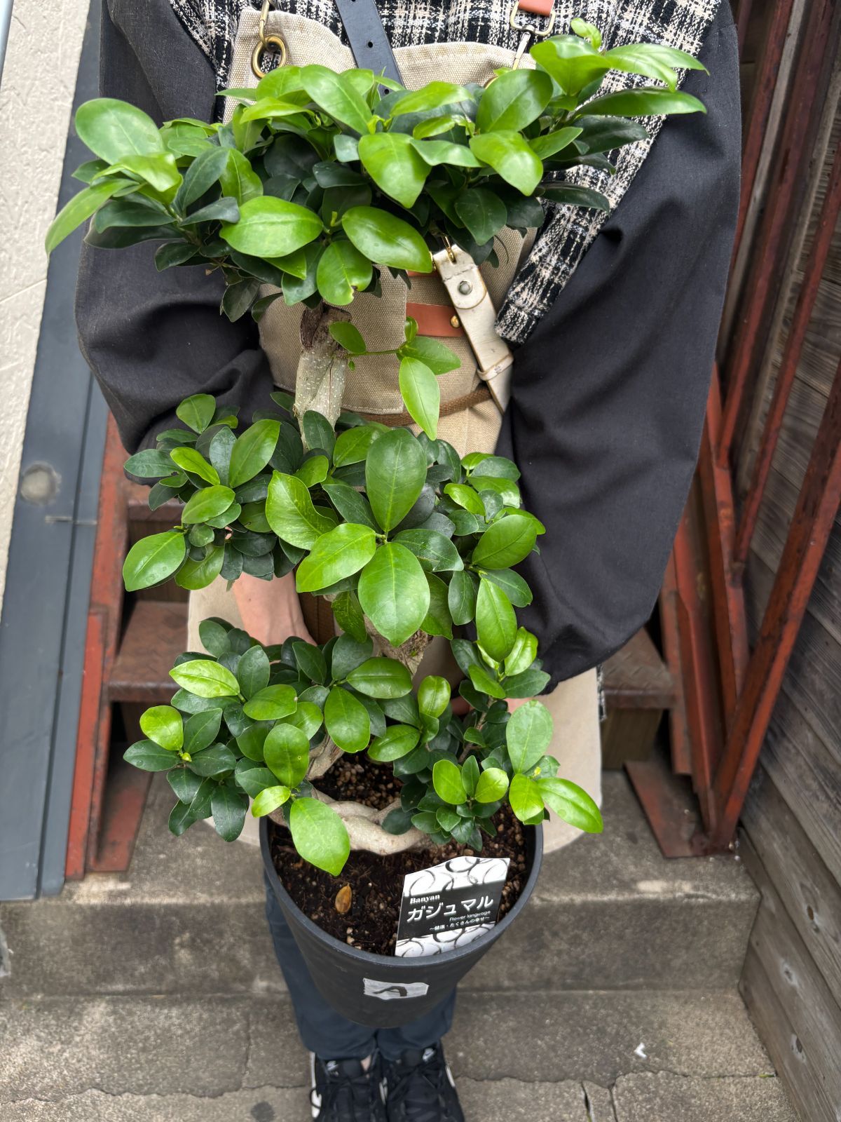 ガジュマル 昇り龍 7寸鉢 観葉植物 ラベルA ガジュマル 昇り龍 7寸鉢 観葉植物 ラベルA - メルカリ