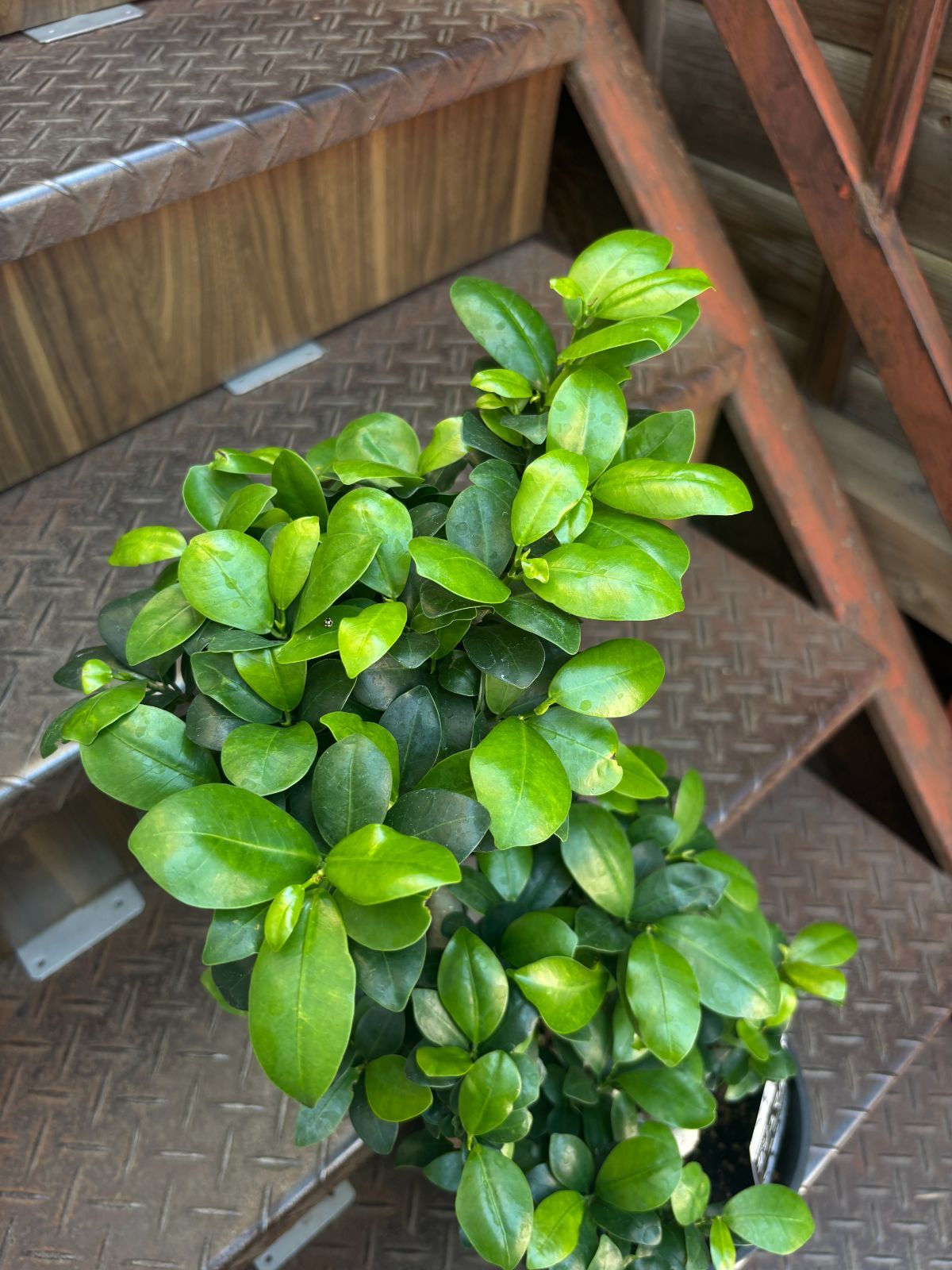 ガジュマル 昇り龍 7寸鉢 観葉植物 ラベルA - メルカリ
