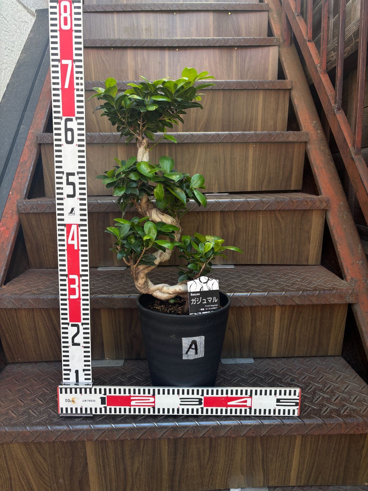 ガジュマル 昇り龍 7寸鉢 観葉植物 ラベルA - メルカリ