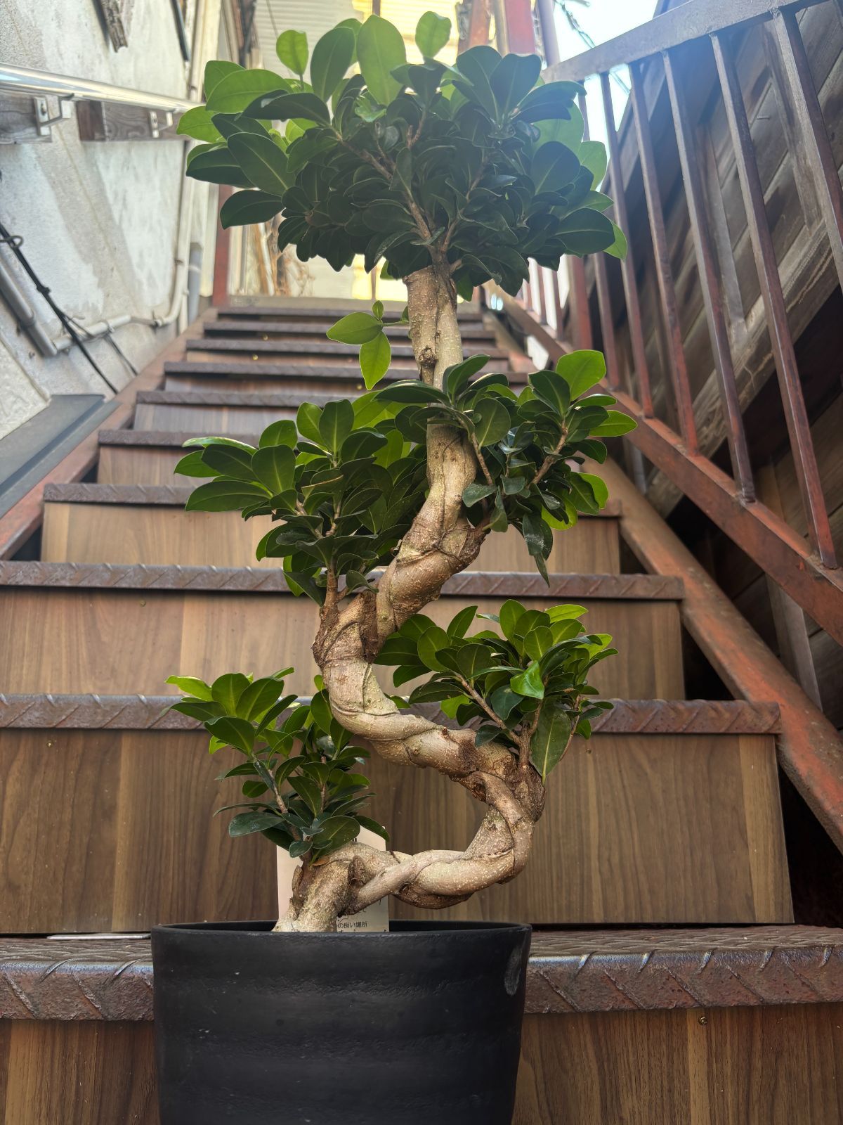 ガジュマル 昇り龍 7寸鉢 観葉植物 ラベルA - メルカリ