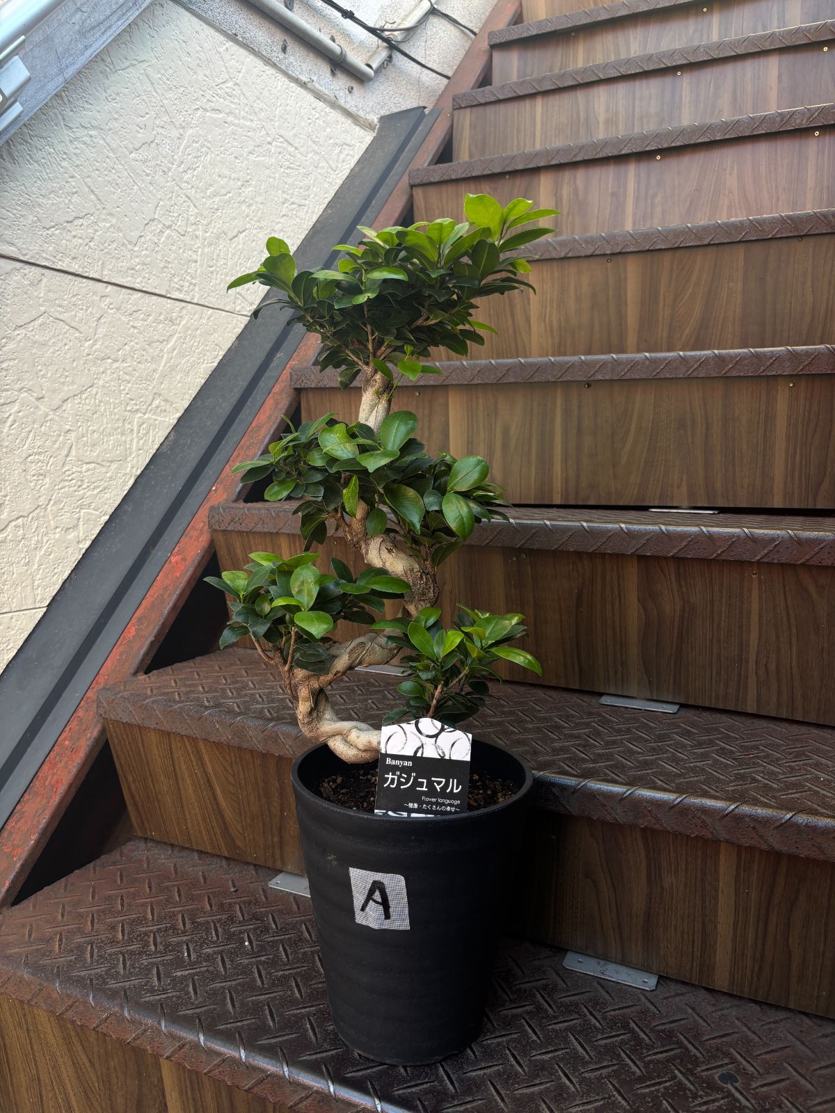 ガジュマル 昇り龍 7寸鉢 観葉植物 ラベルA - メルカリ