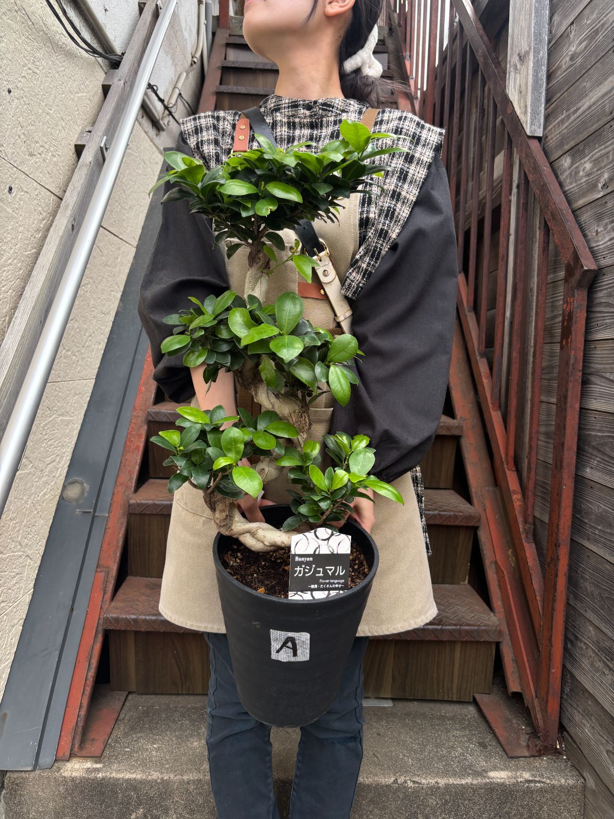 ガジュマル 昇り龍 7寸鉢 観葉植物 ラベルA - メルカリ