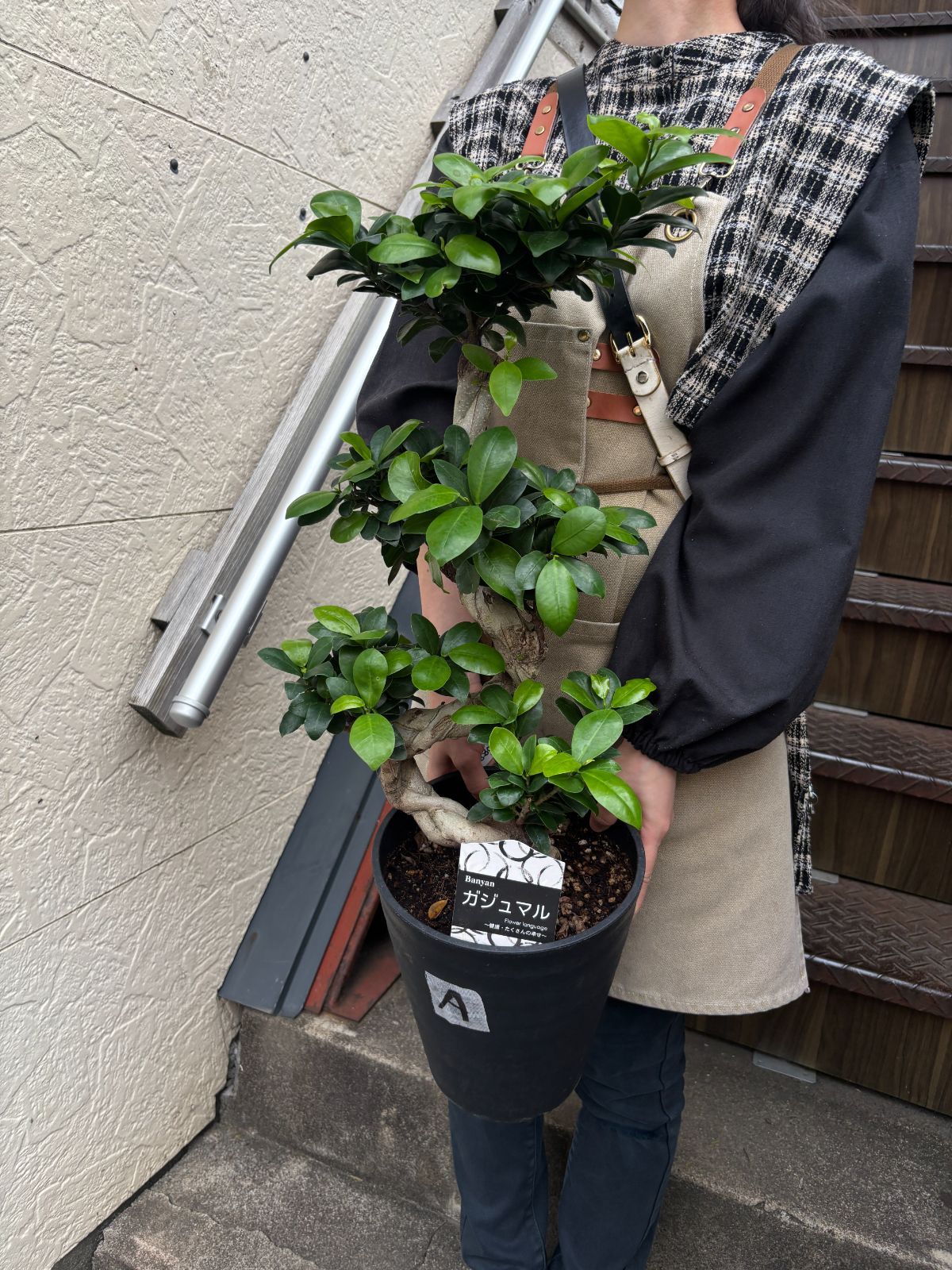 ガジュマル 昇り龍 7寸鉢 観葉植物 ラベルA - メルカリ