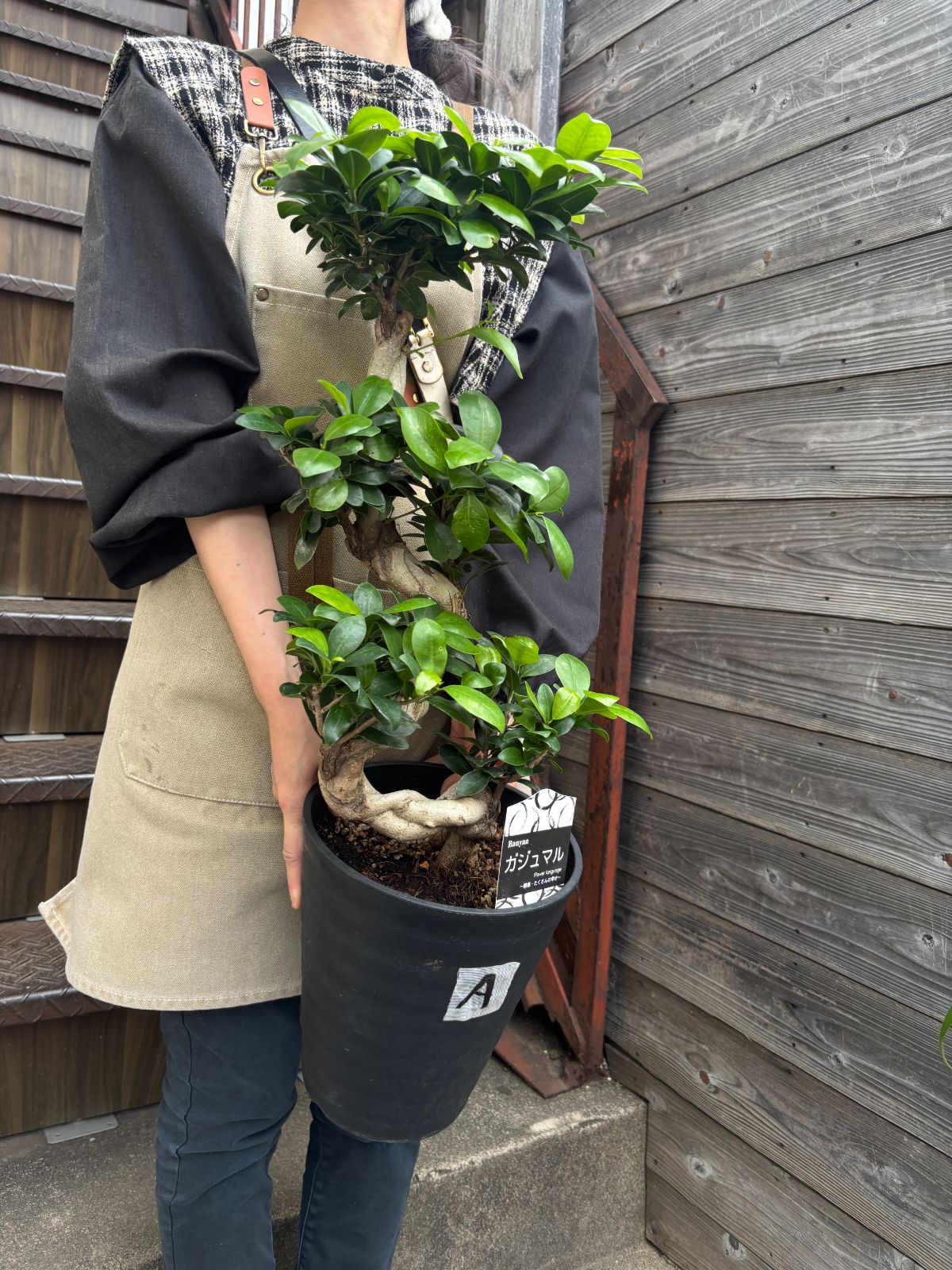 ガジュマル 昇り龍 7寸鉢 観葉植物 ラベルA - メルカリ