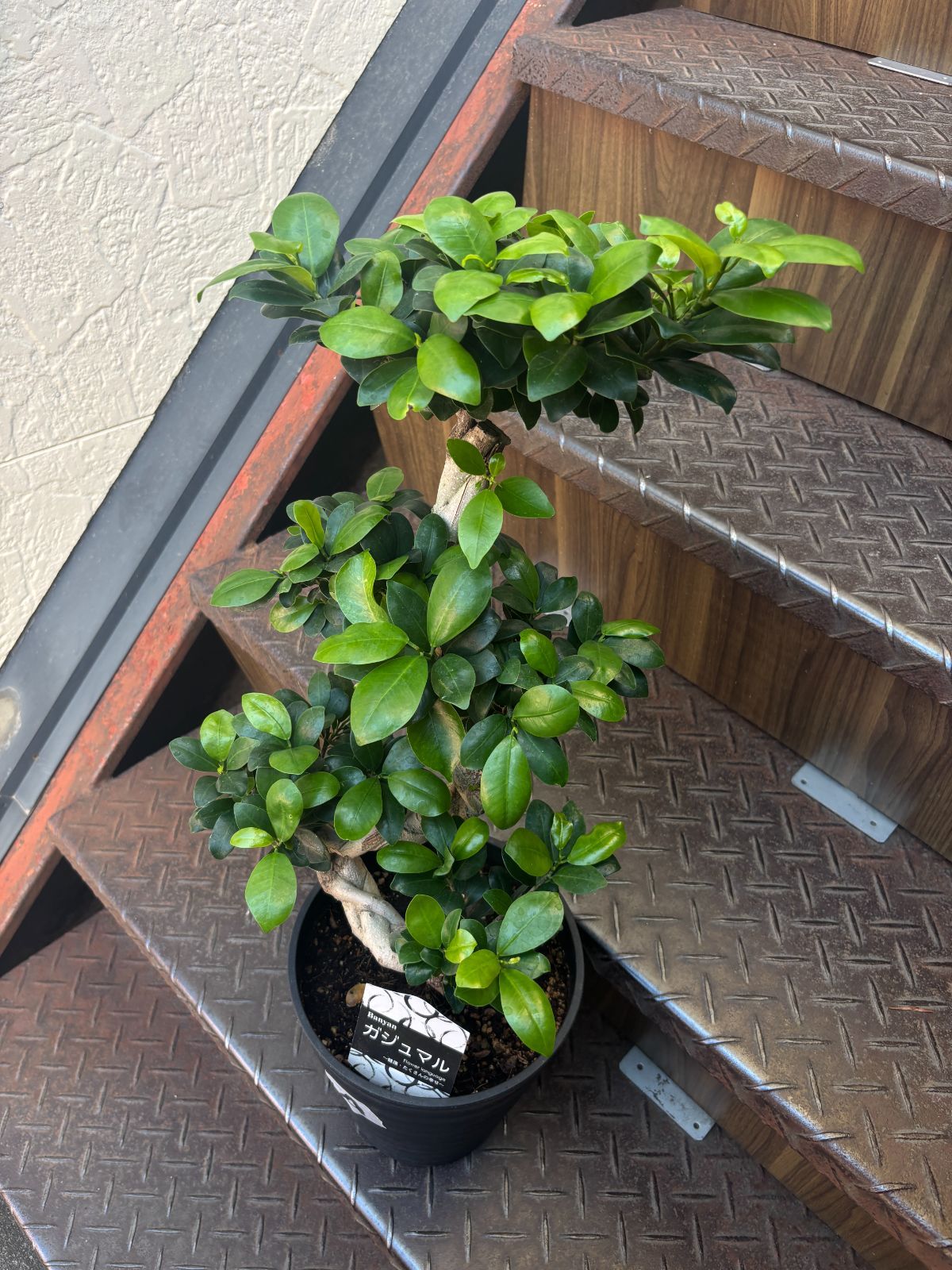 ガジュマル 昇り龍 7寸鉢 観葉植物 ラベルB ガジュマル 昇り龍 7寸鉢 観葉植物 ラベルA - メルカリ