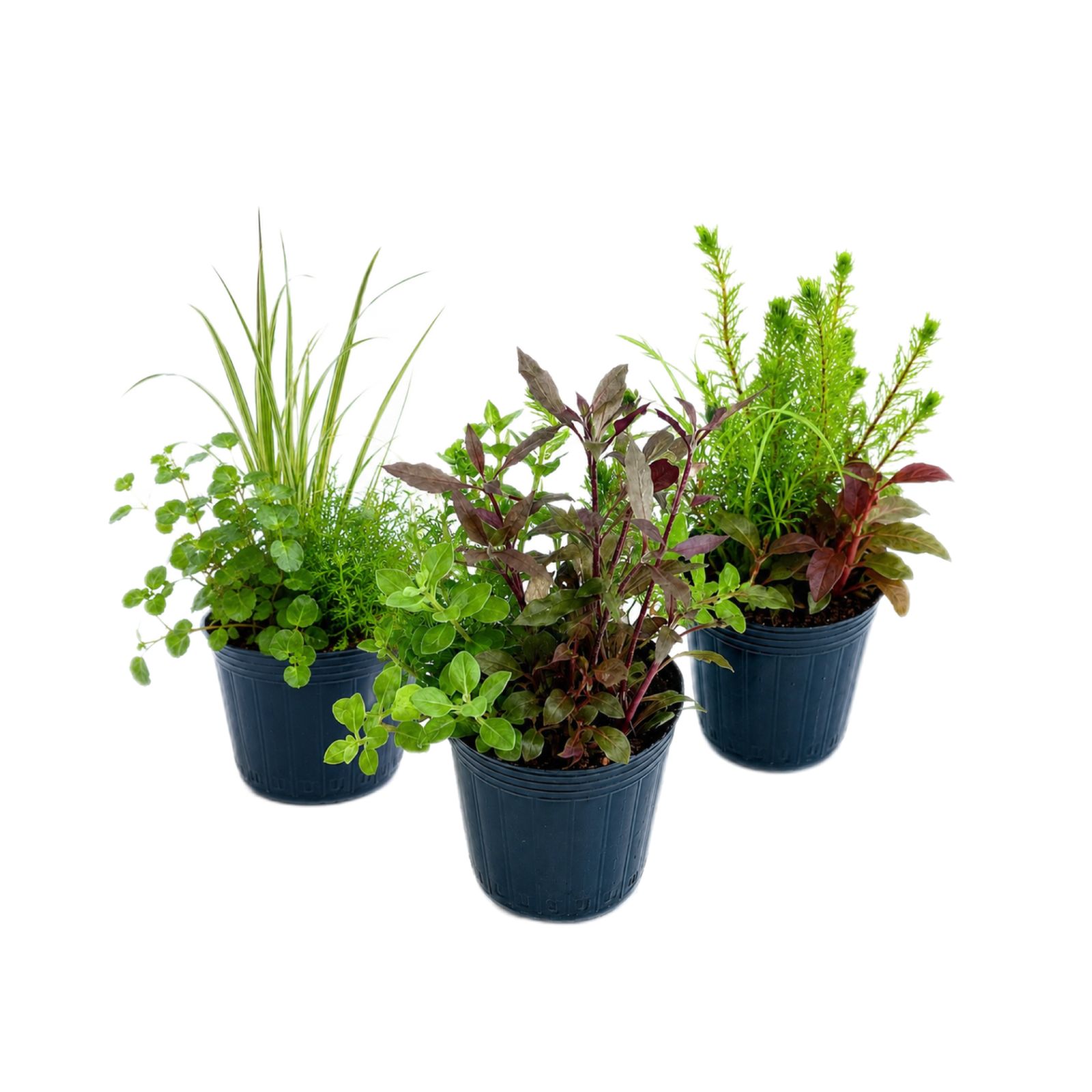 ビオトープ 向け 水草セット 【鉢植え3鉢セット】 - メルカリ