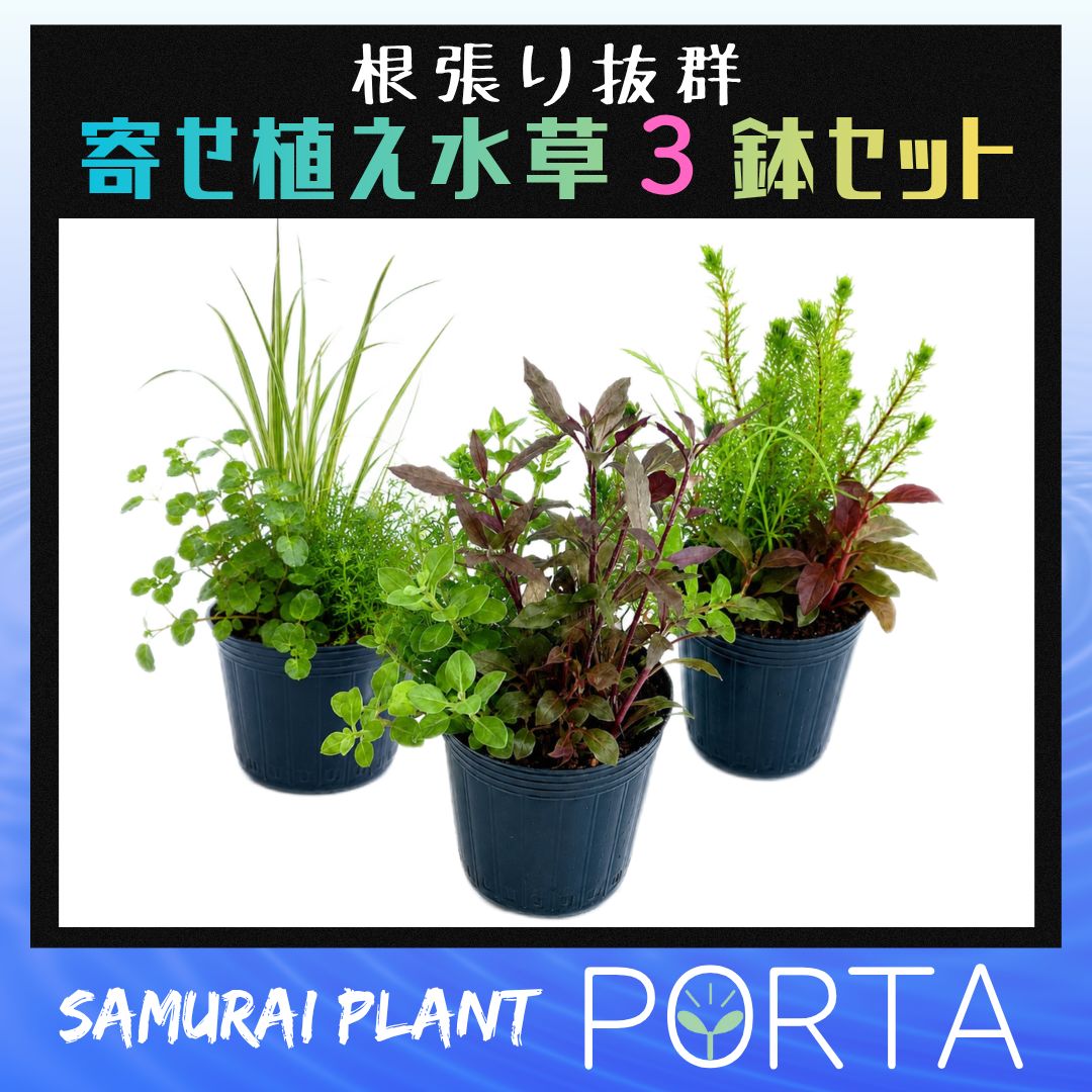 ビオトープ 向け 水草セット 【鉢植え3鉢セット】 - メルカリ