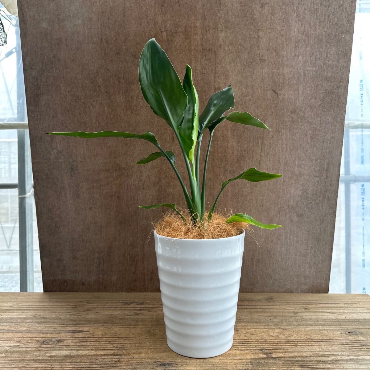 ストレリチア レギネ 白陶器鉢 ① 現品 Strelitzia reginae バショウ科 