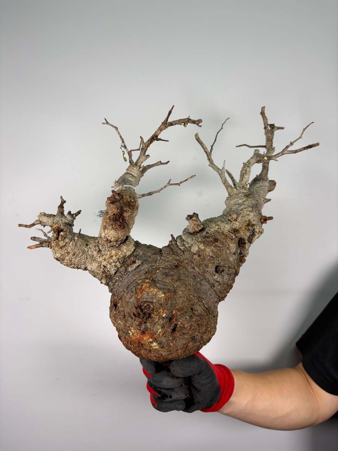 F147 現地発根株 オペルクリカリア パキプス 6/15 入荷 Operculicarya pachypus 塊根植物 現地球
