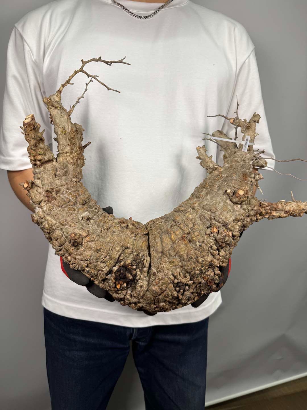 F138 現地発根株 オペルクリカリア パキプス 6/15 入荷 Operculicarya pachypus 塊根植物 現地球
