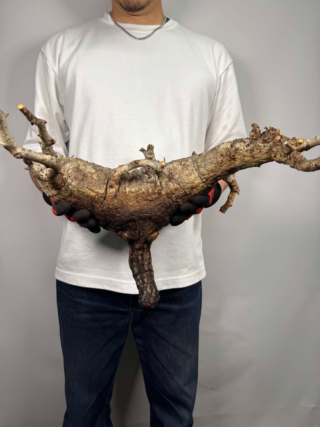F137 現地発根株 オペルクリカリア パキプス 6/15 入荷 Operculicarya pachypus 塊根植物 現地球